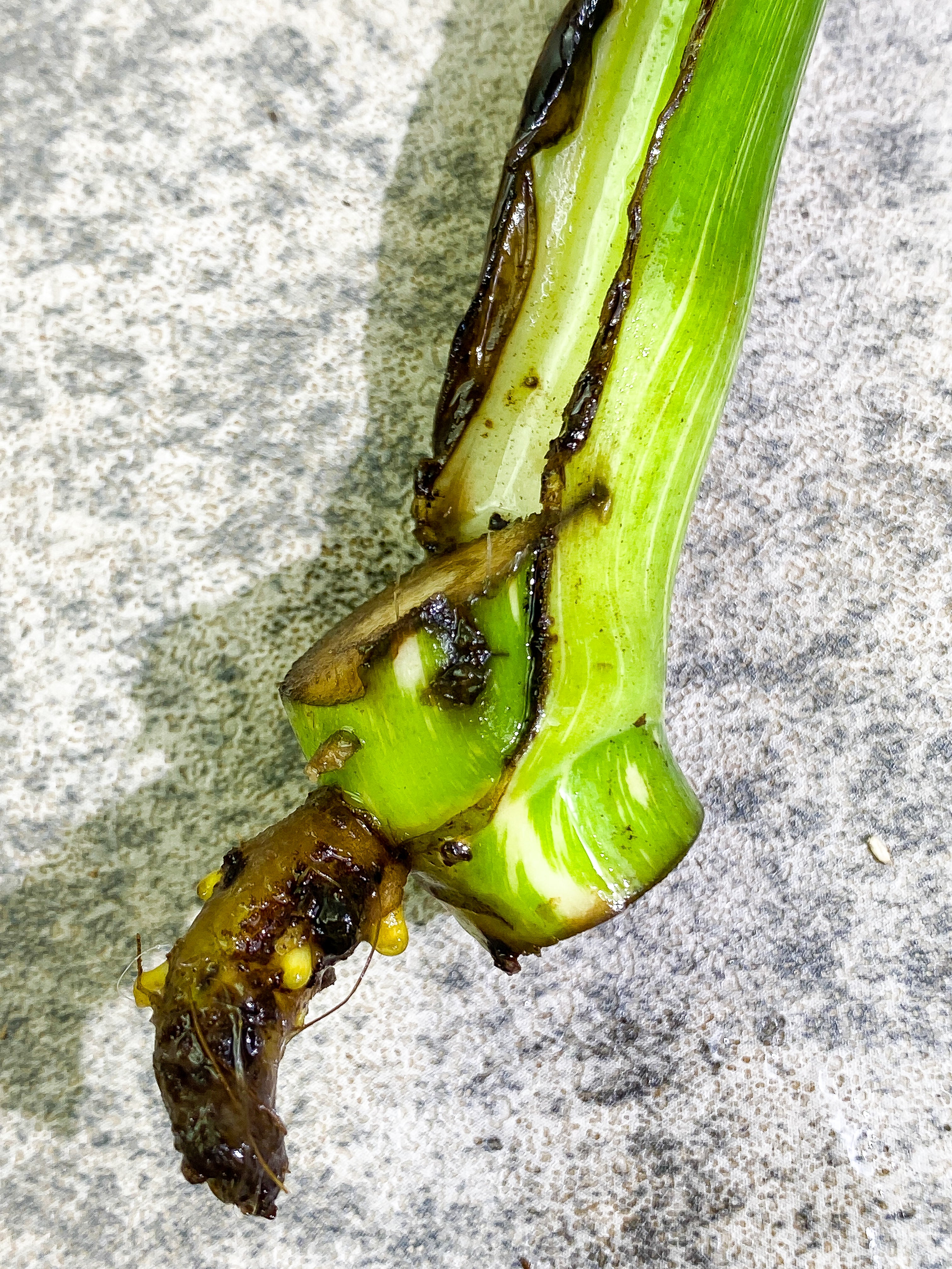 Monstera Thai Constellation Rooting 1 leaf 1 growing bud