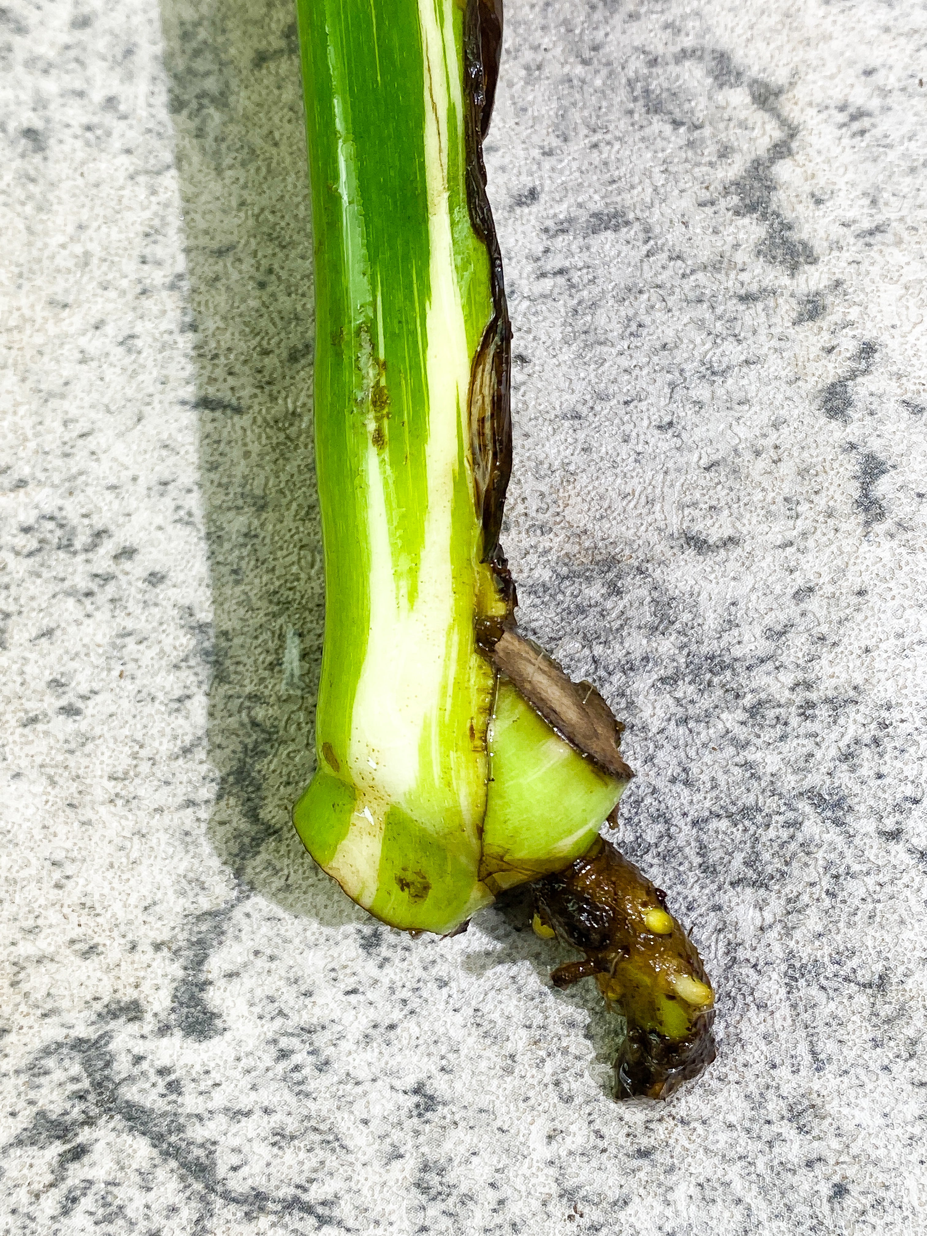 Monstera Thai Constellation Rooting 1 leaf 1 growing bud