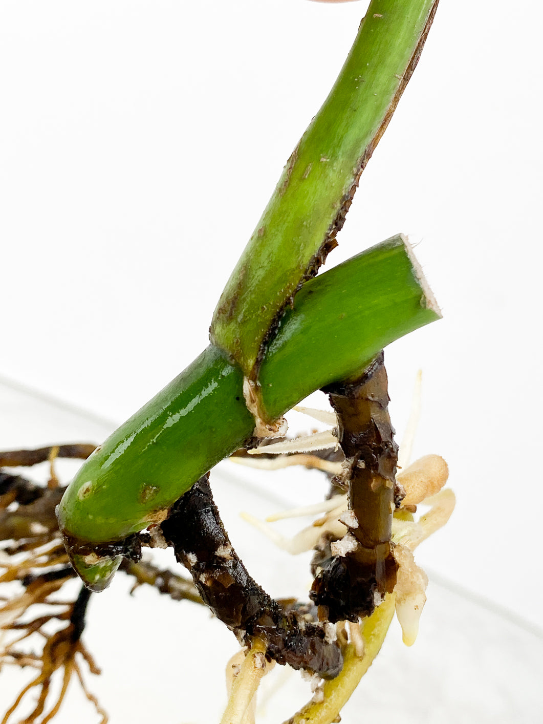 Monstera Aurea 1 leaf rooted in water
