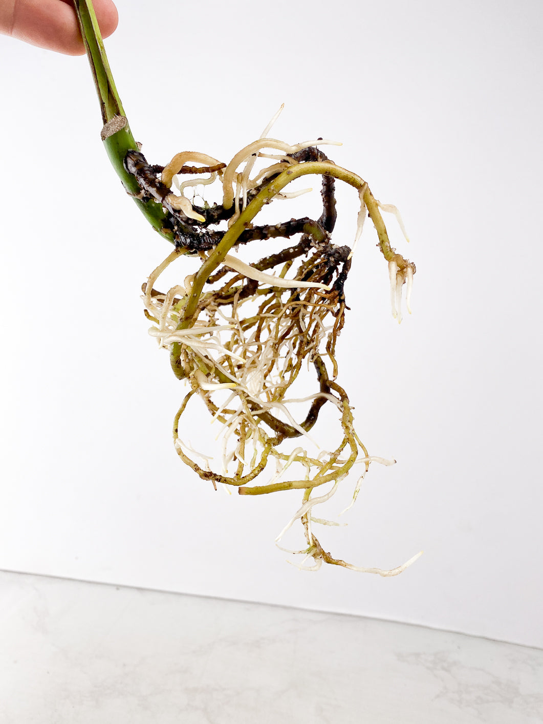 Monstera Aurea 1 leaf rooted in water