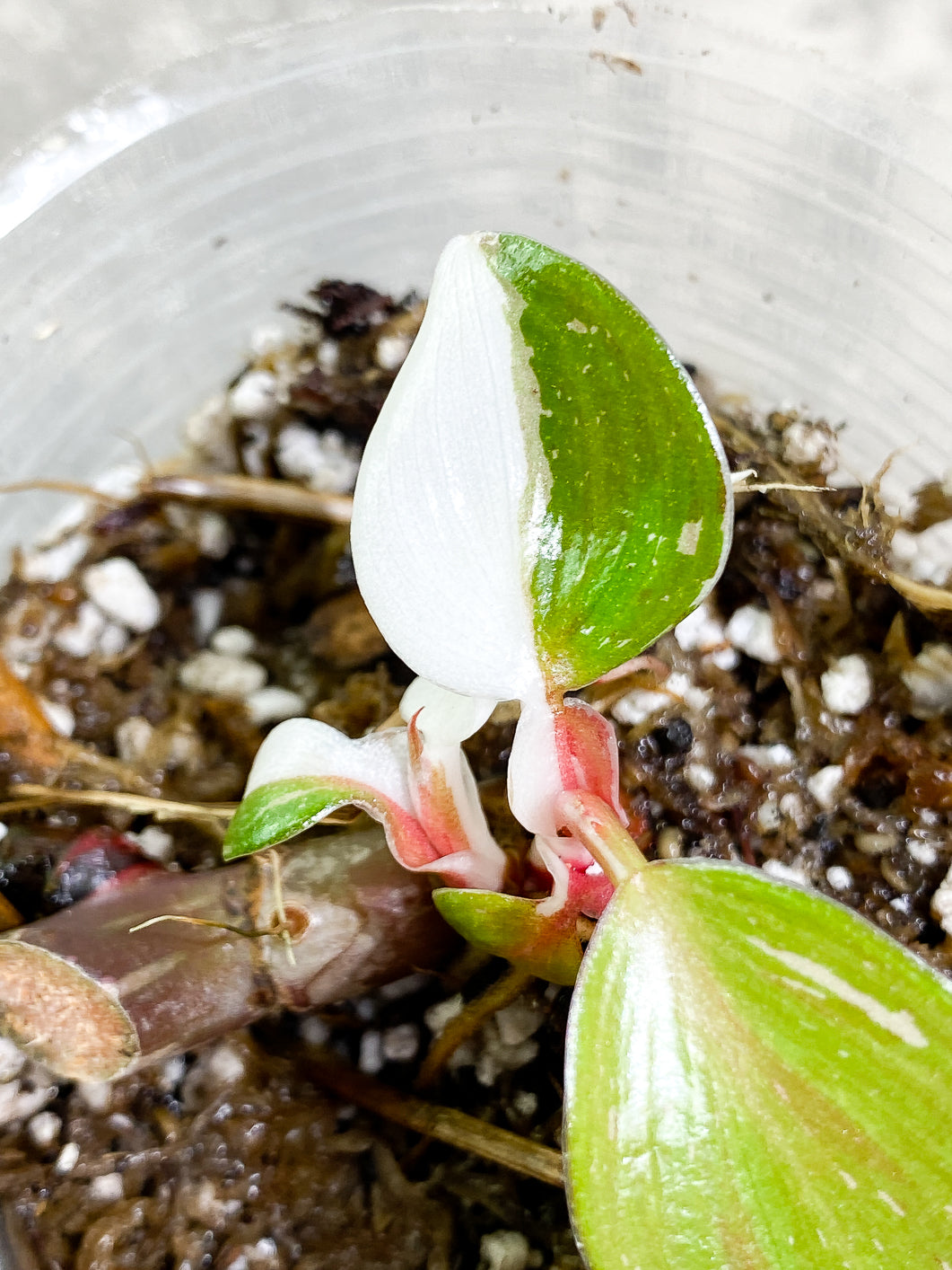 Philodendron white knight tricolor 5 leaves 1 sprout rooting