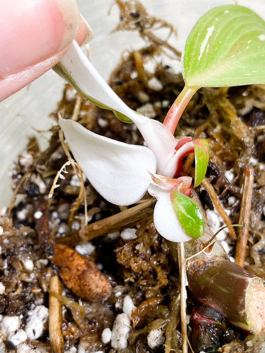 Philodendron white knight tricolor 5 leaves 1 sprout rooting