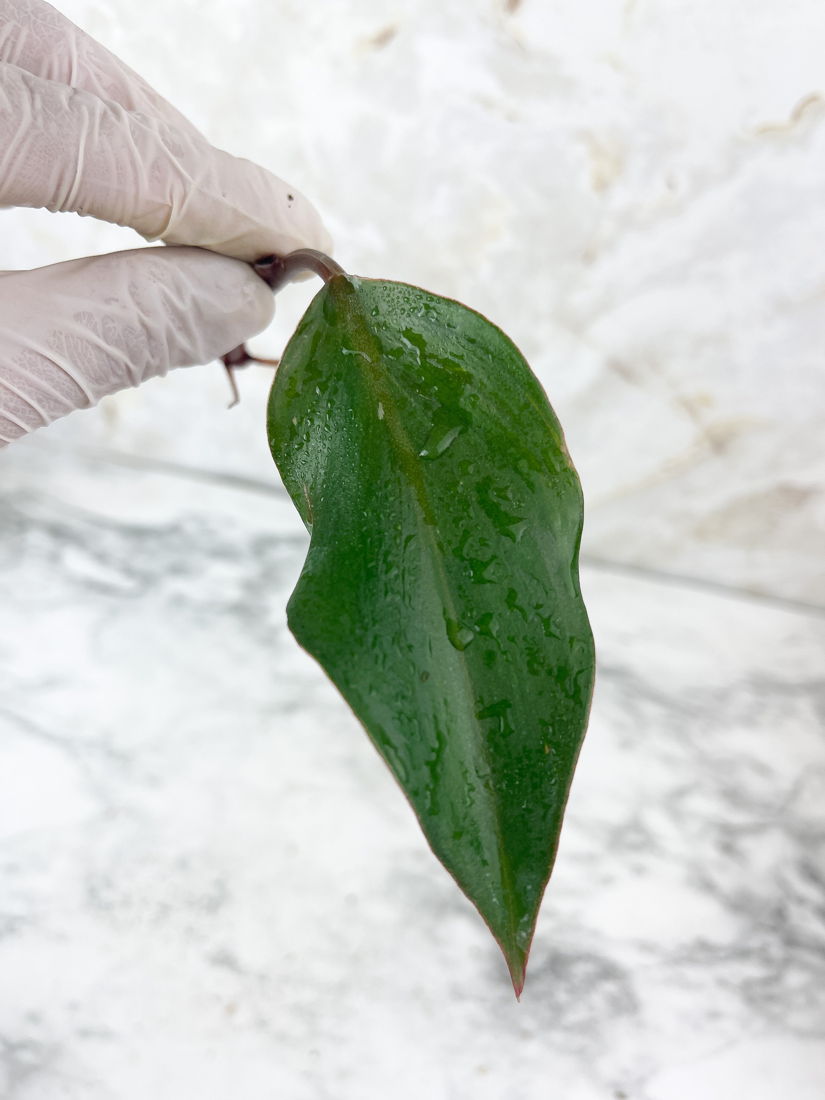 Not for sale: Philodendron White Knight Rooting cutting