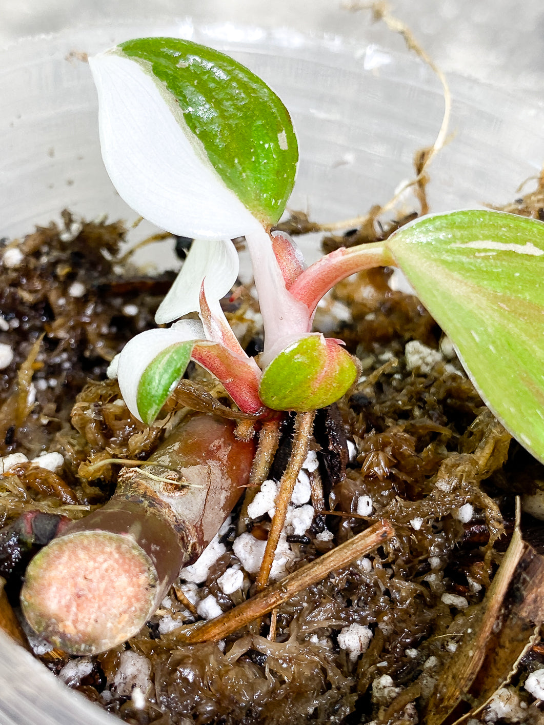 Philodendron white knight tricolor 5 leaves 1 sprout rooting
