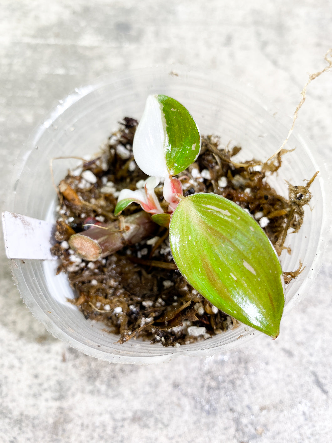 Philodendron white knight tricolor 5 leaves 1 sprout rooting