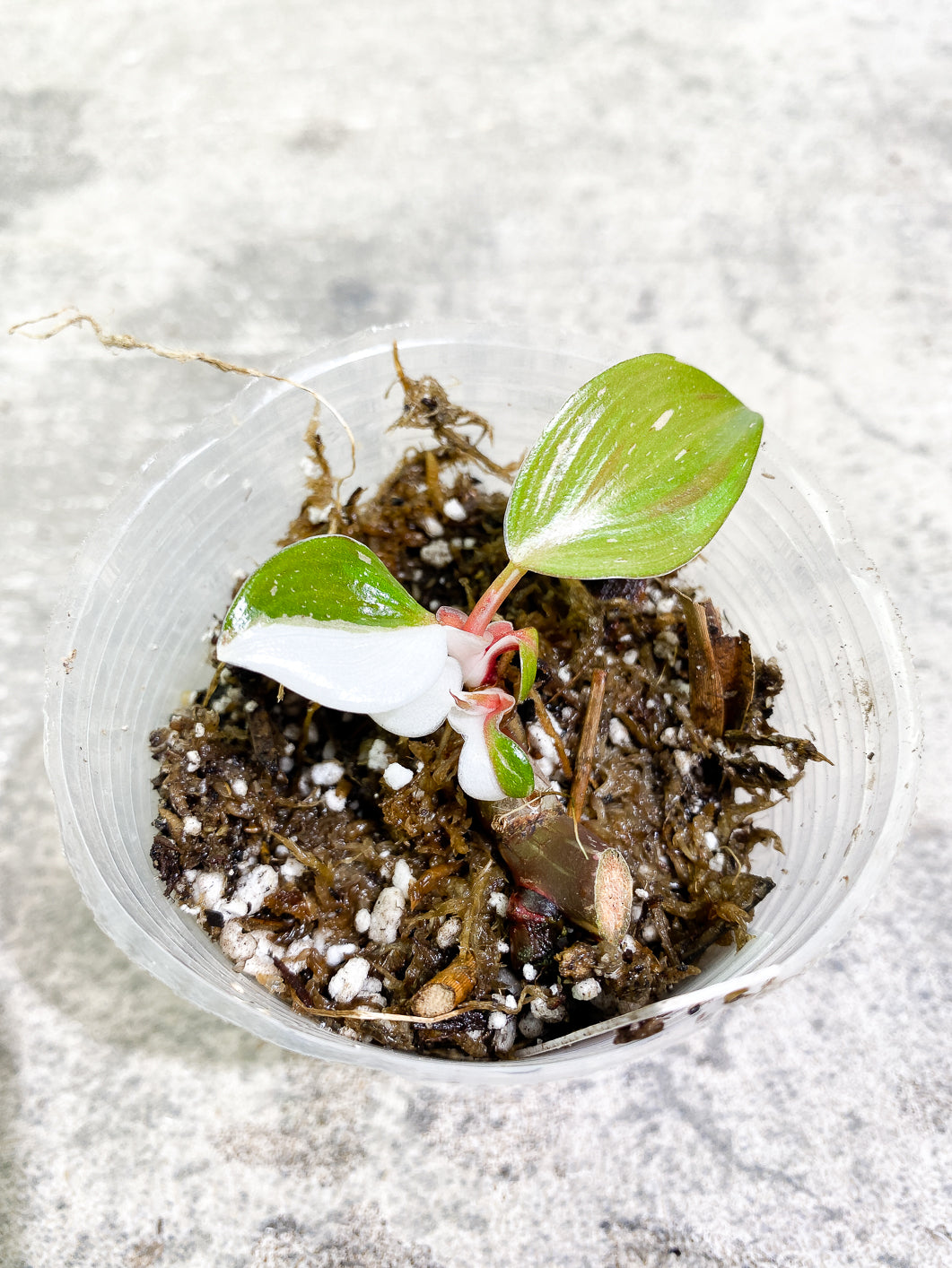 Philodendron white knight tricolor 5 leaves 1 sprout rooting