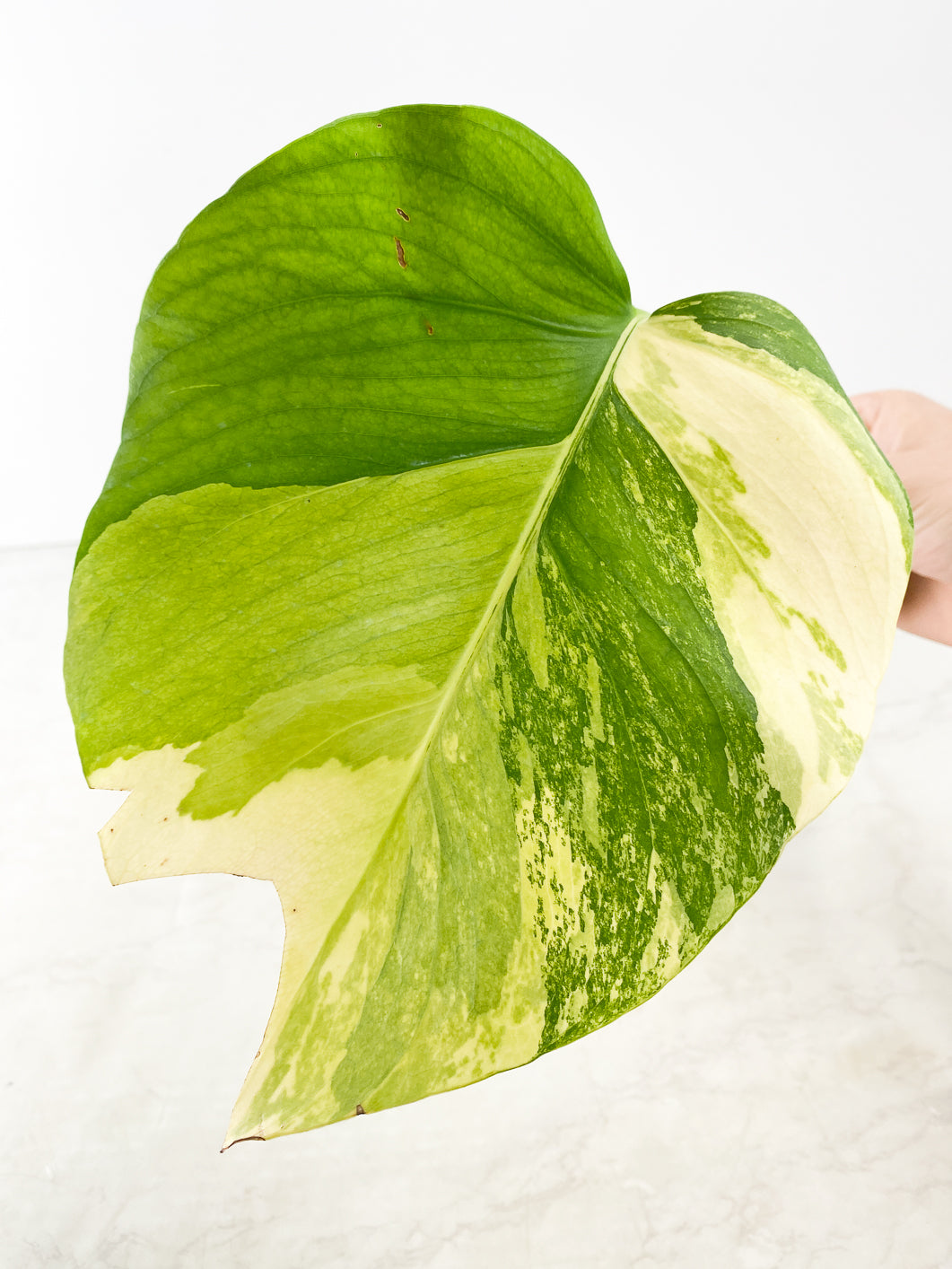 Monstera Aurea 1 leaf slightly rooted