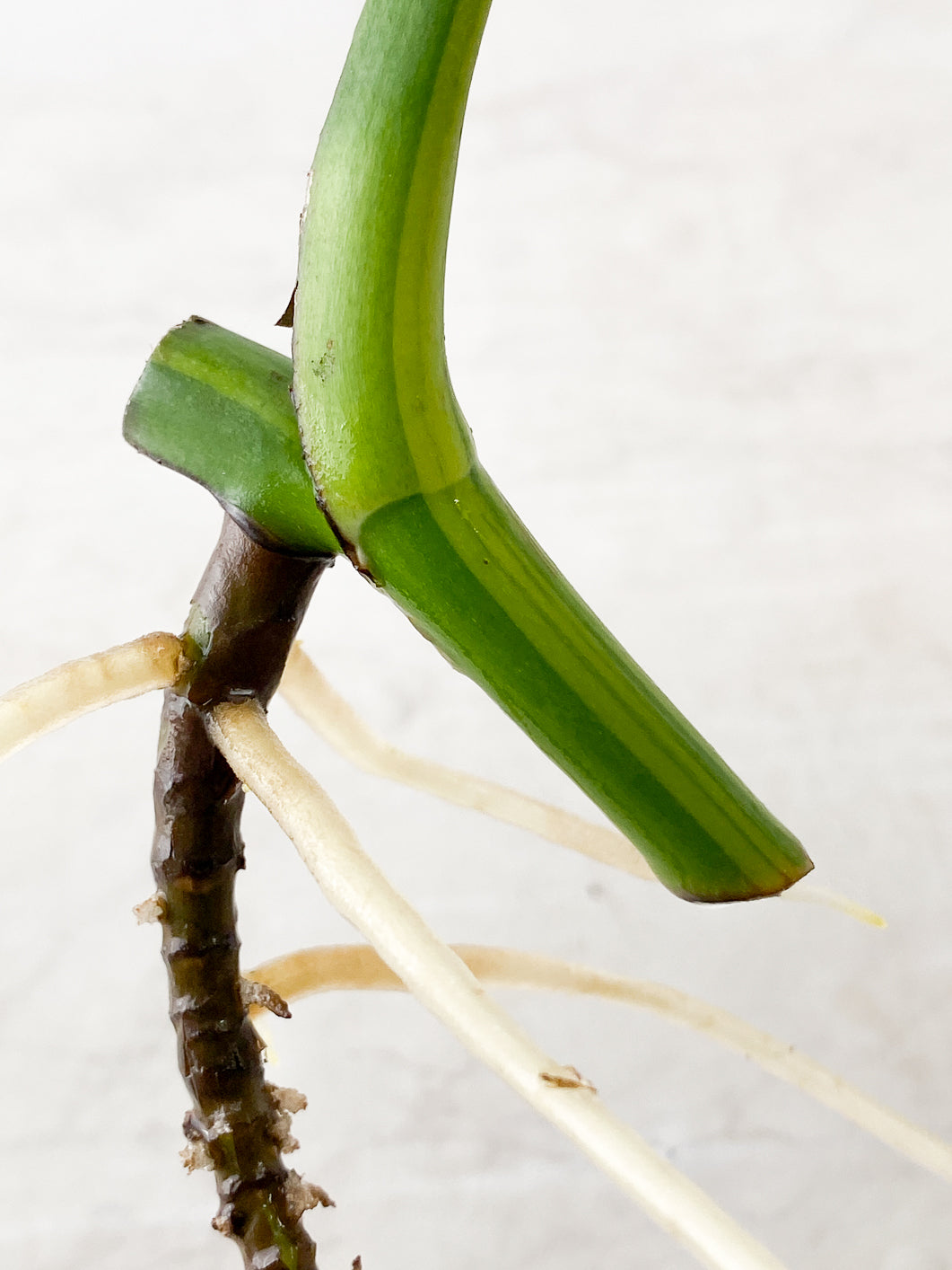 Monstera Aurea 1 leaf slightly rooted