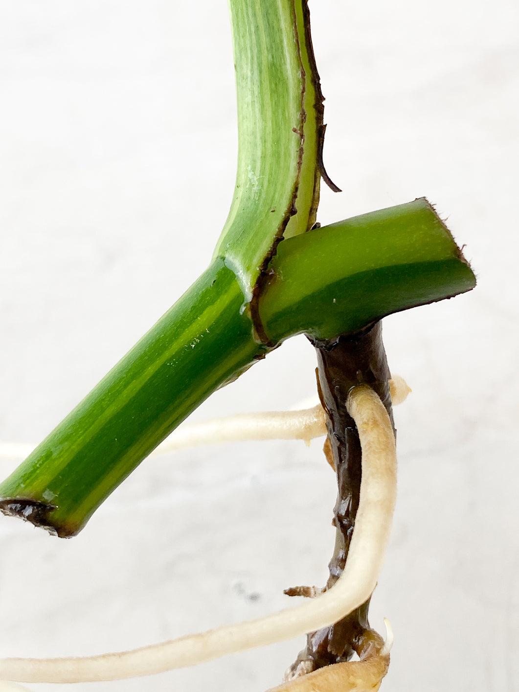 Monstera Aurea 1 leaf slightly rooted