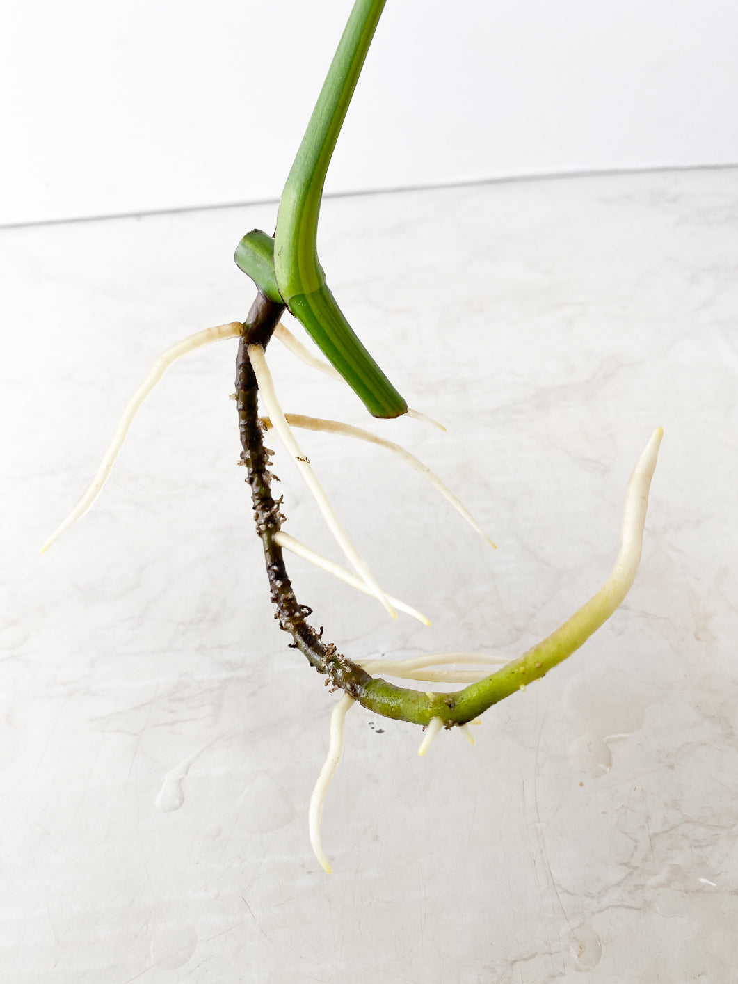 Monstera Aurea 1 leaf slightly rooted
