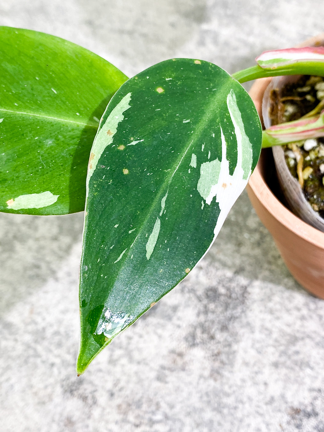 Philodendron white princess 5 leaves 1 sprout fully rooted