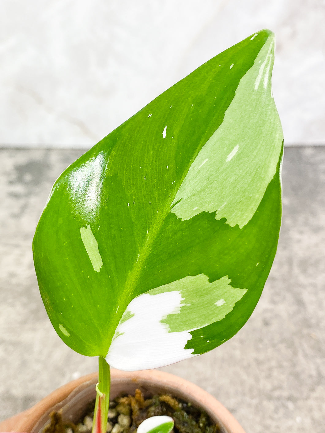 Philodendron white princess 5 leaves 1 sprout fully rooted