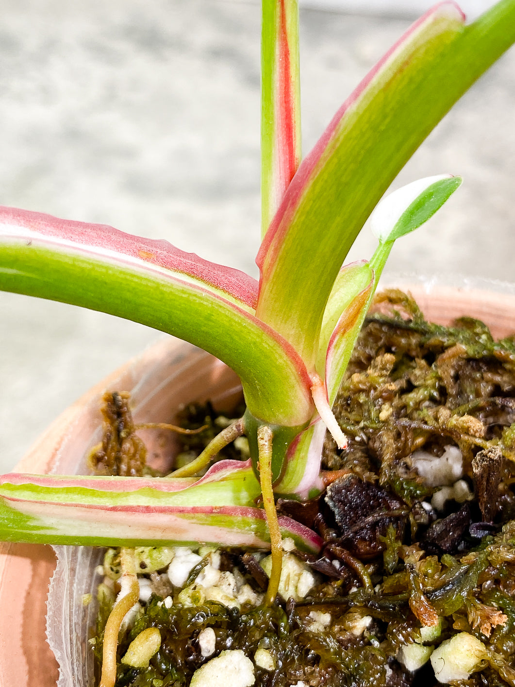 Philodendron white princess 5 leaves 1 sprout fully rooted