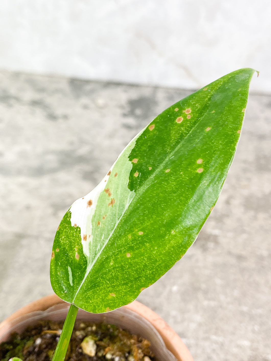 Philodendron white princess 5 leaves 1 sprout fully rooted