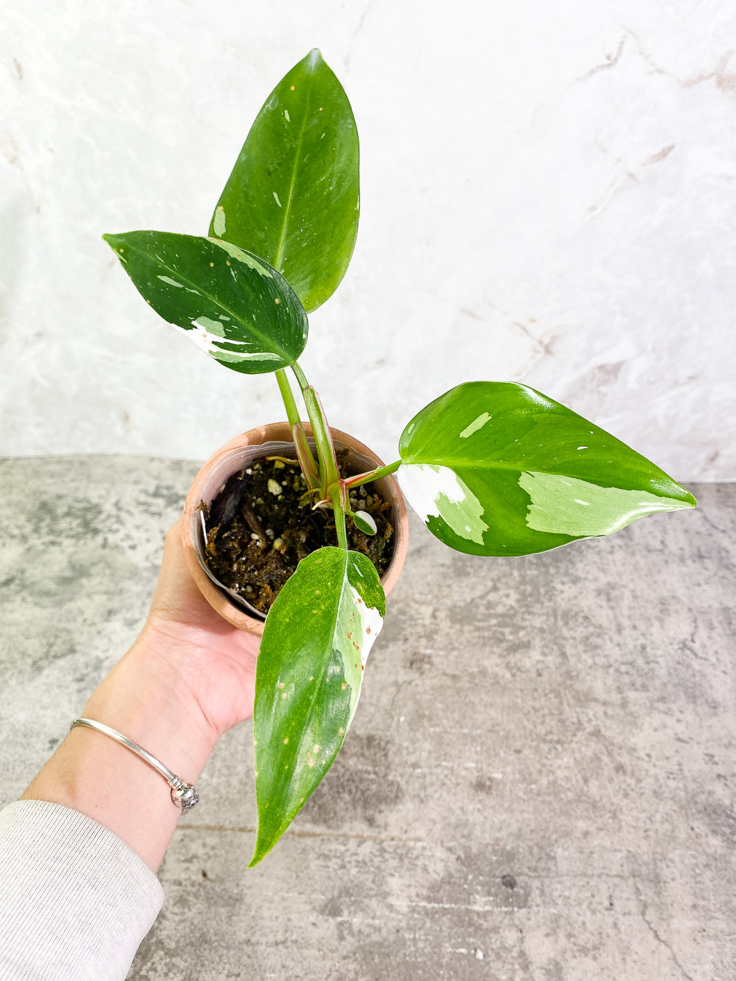 Philodendron white princess 5 leaves 1 sprout fully rooted