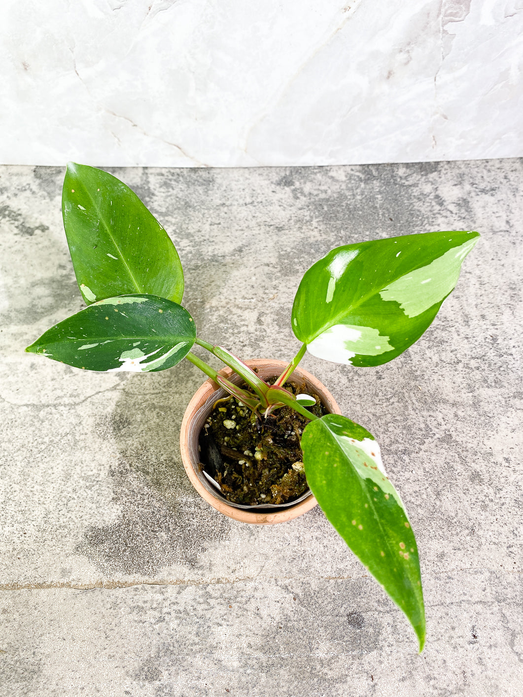 Philodendron white princess 5 leaves 1 sprout fully rooted