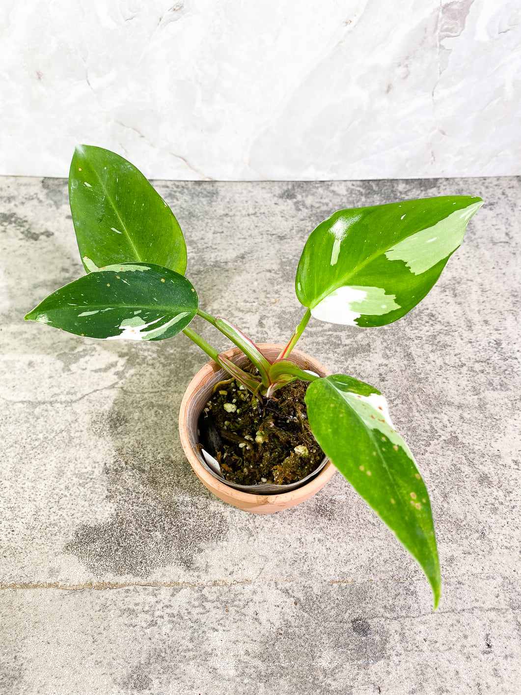 Philodendron white princess 5 leaves 1 sprout fully rooted