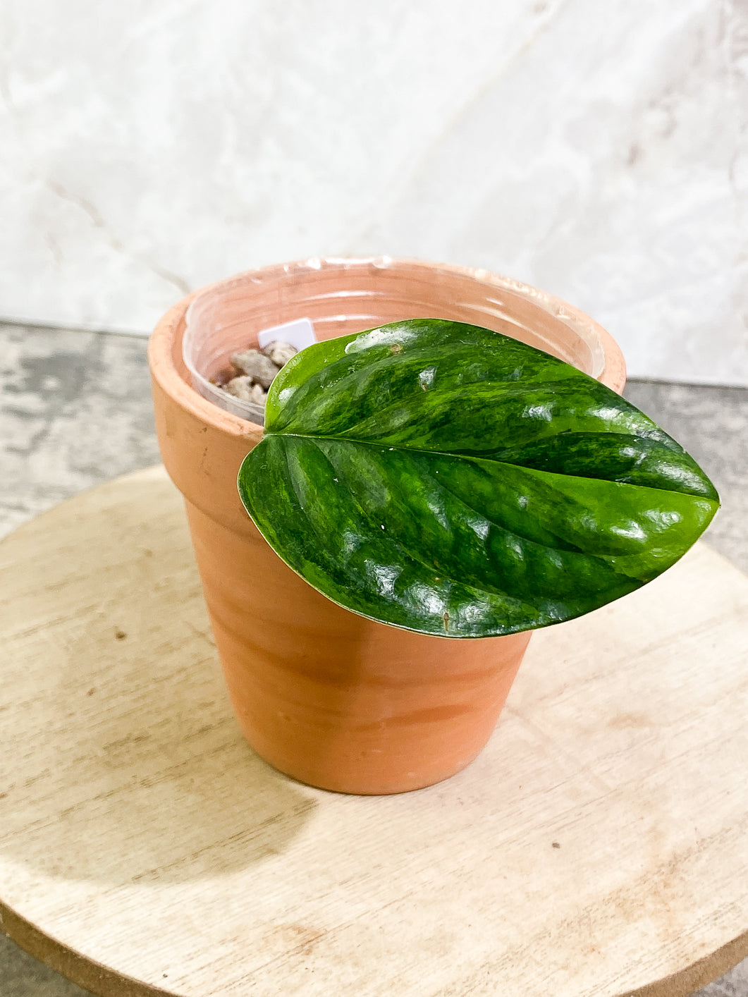 Monstera Peru Variegated 1 leaf 3 buds rooting highly Variegated