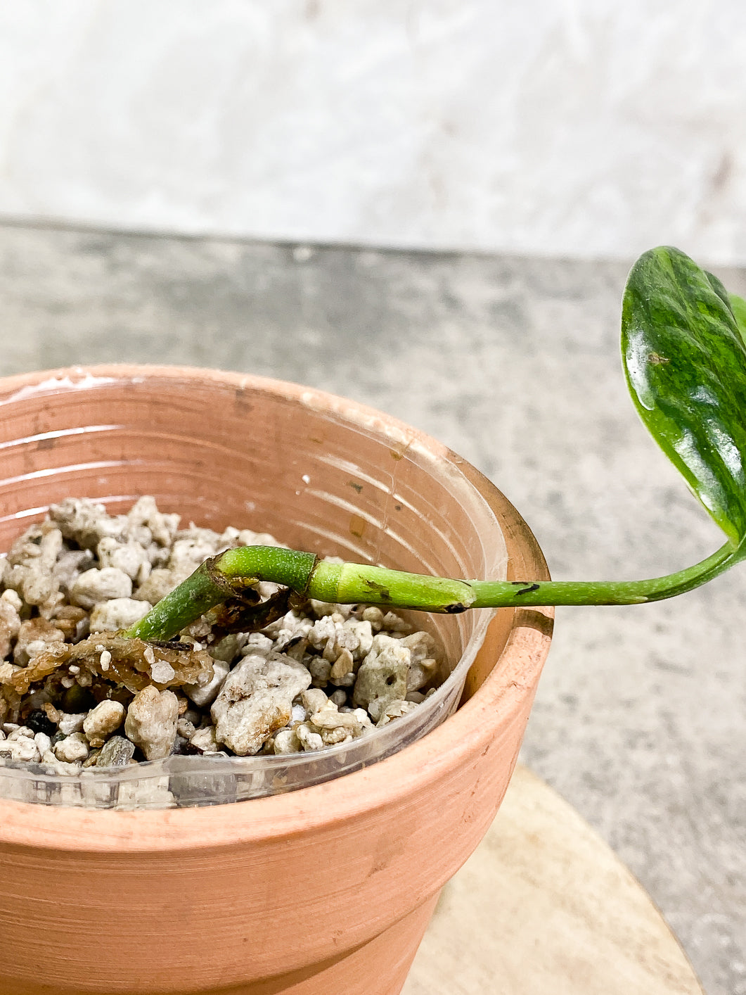 Monstera Peru Variegated 1 leaf 3 buds rooting highly Variegated