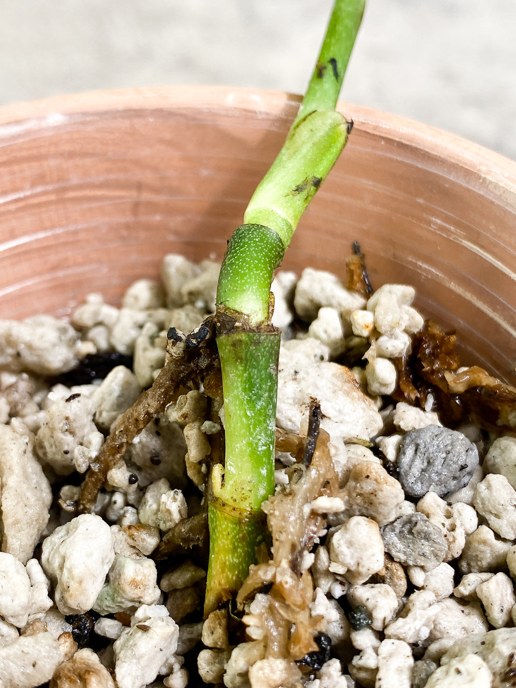 Monstera Peru Variegated 1 leaf 3 buds rooting highly Variegated