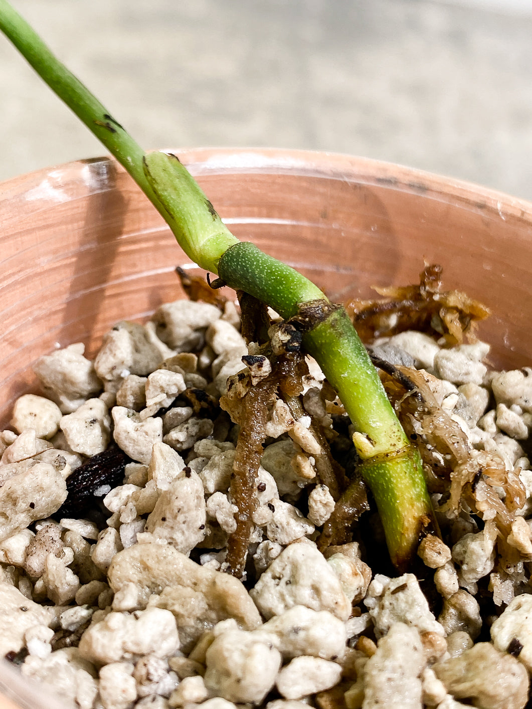 Monstera Peru Variegated 1 leaf 3 buds rooting highly Variegated
