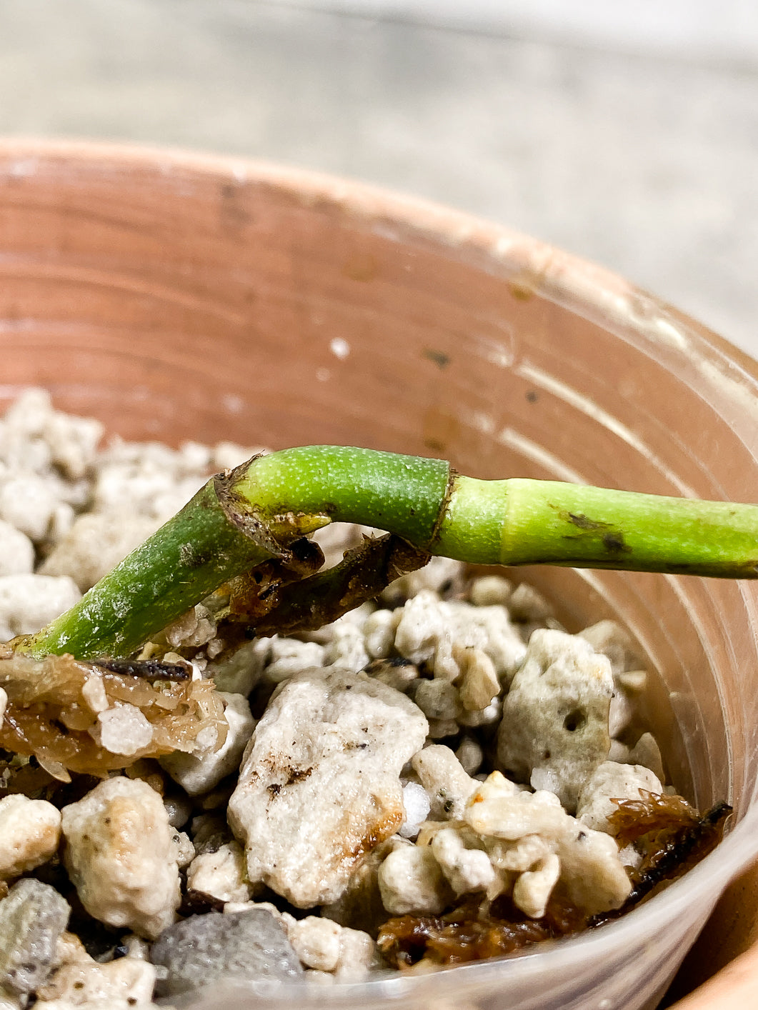Monstera Peru Variegated 1 leaf 3 buds rooting highly Variegated