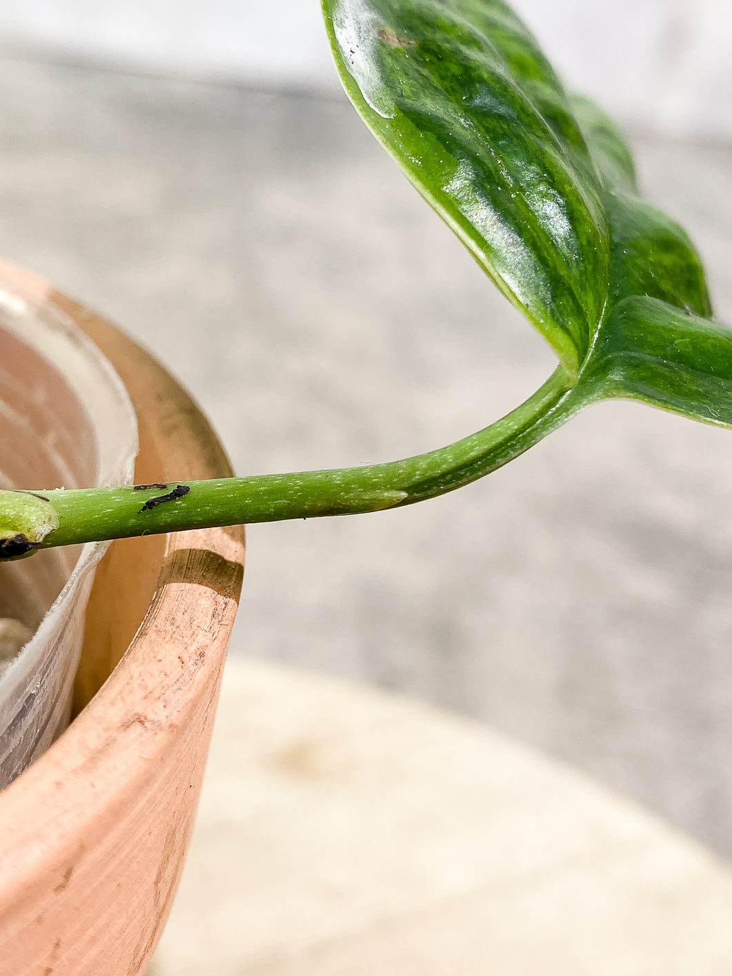 Monstera Peru Variegated 1 leaf 3 buds rooting highly Variegated