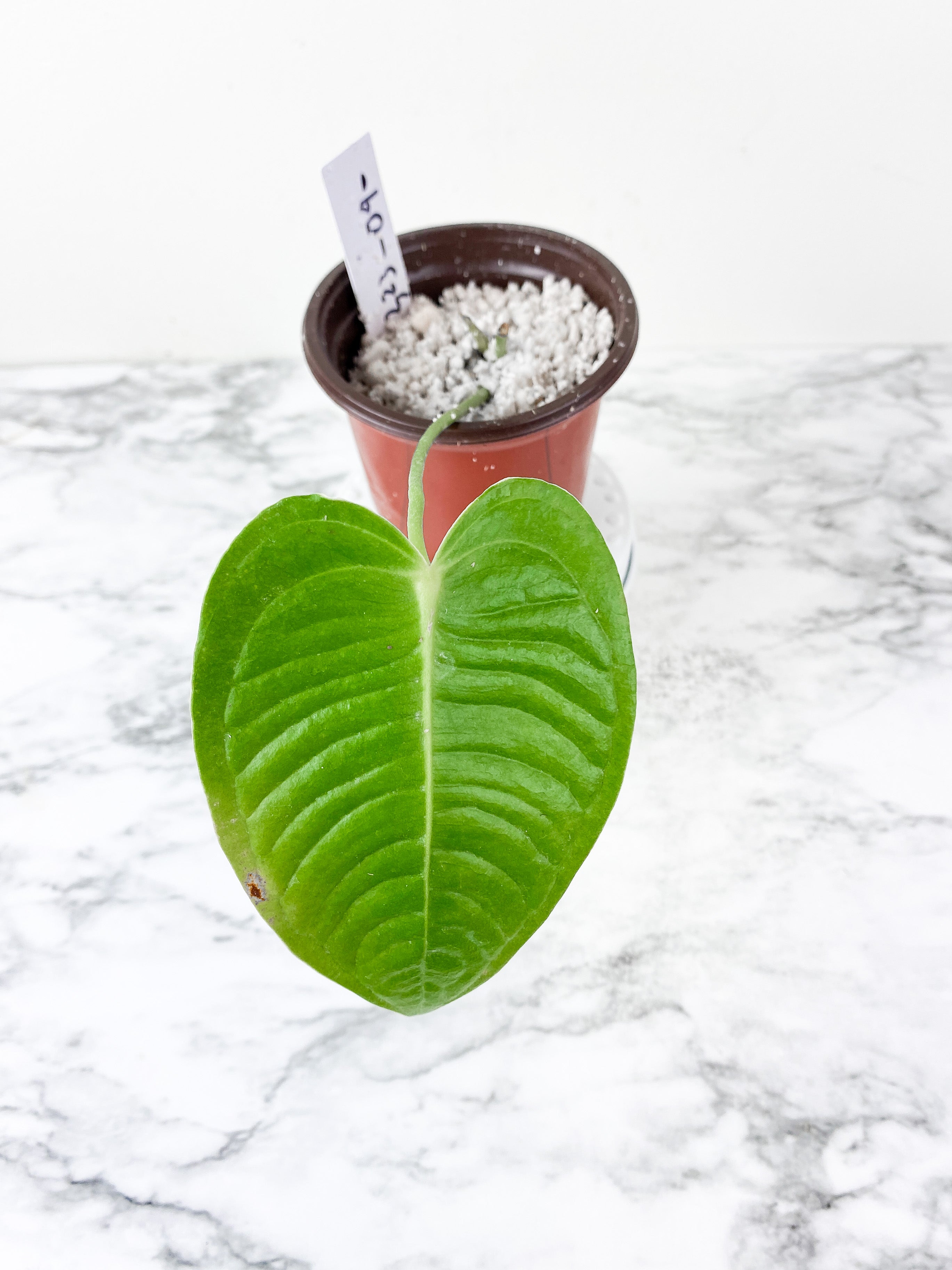 Anthurium Veitchii Rooted and 1 active new growth