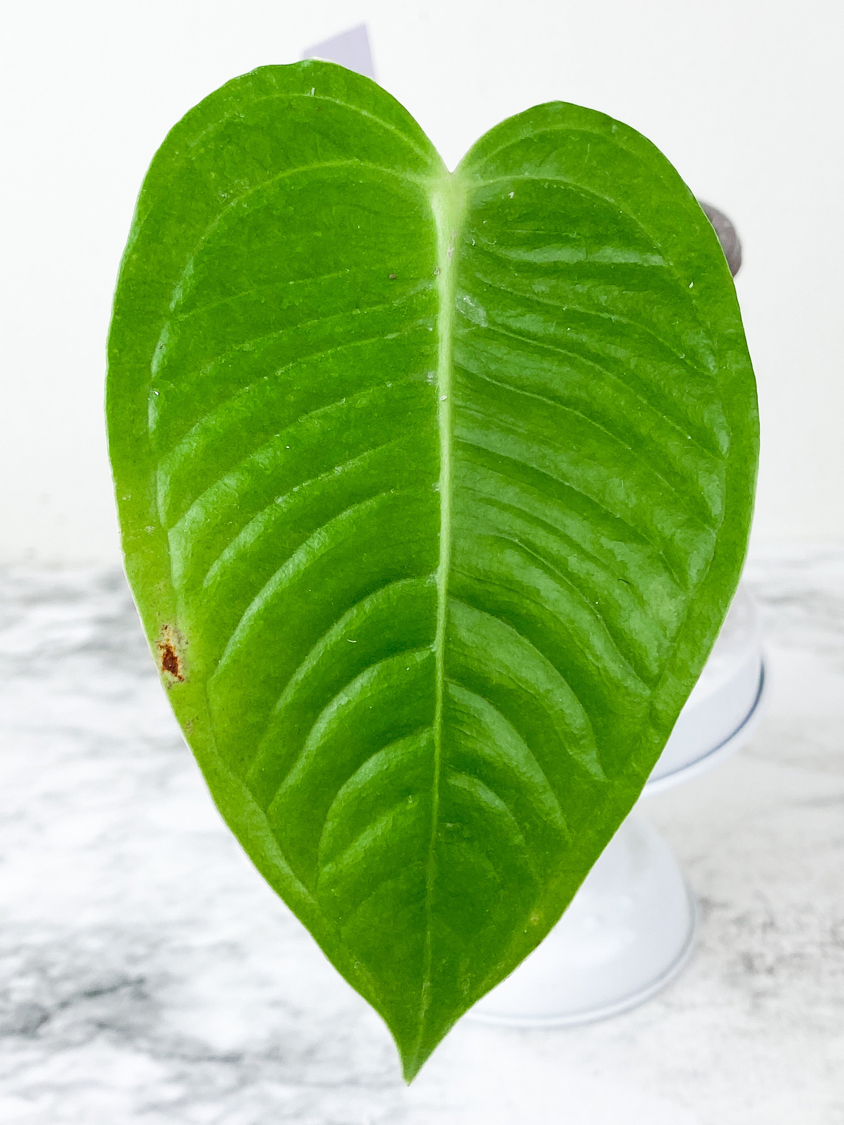 Anthurium Veitchii Rooted and 1 active new growth