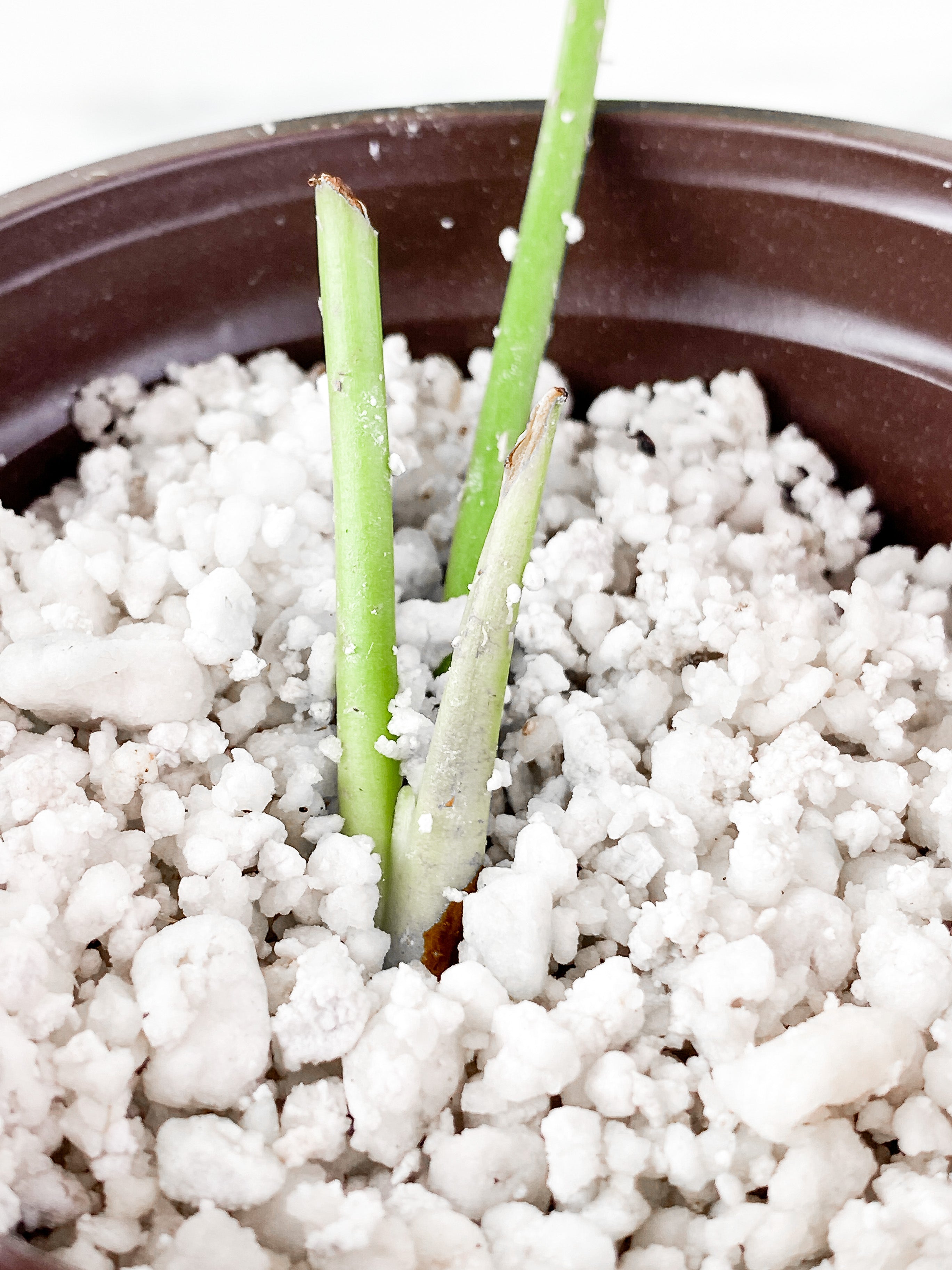 Anthurium Veitchii Rooted and 1 active new growth