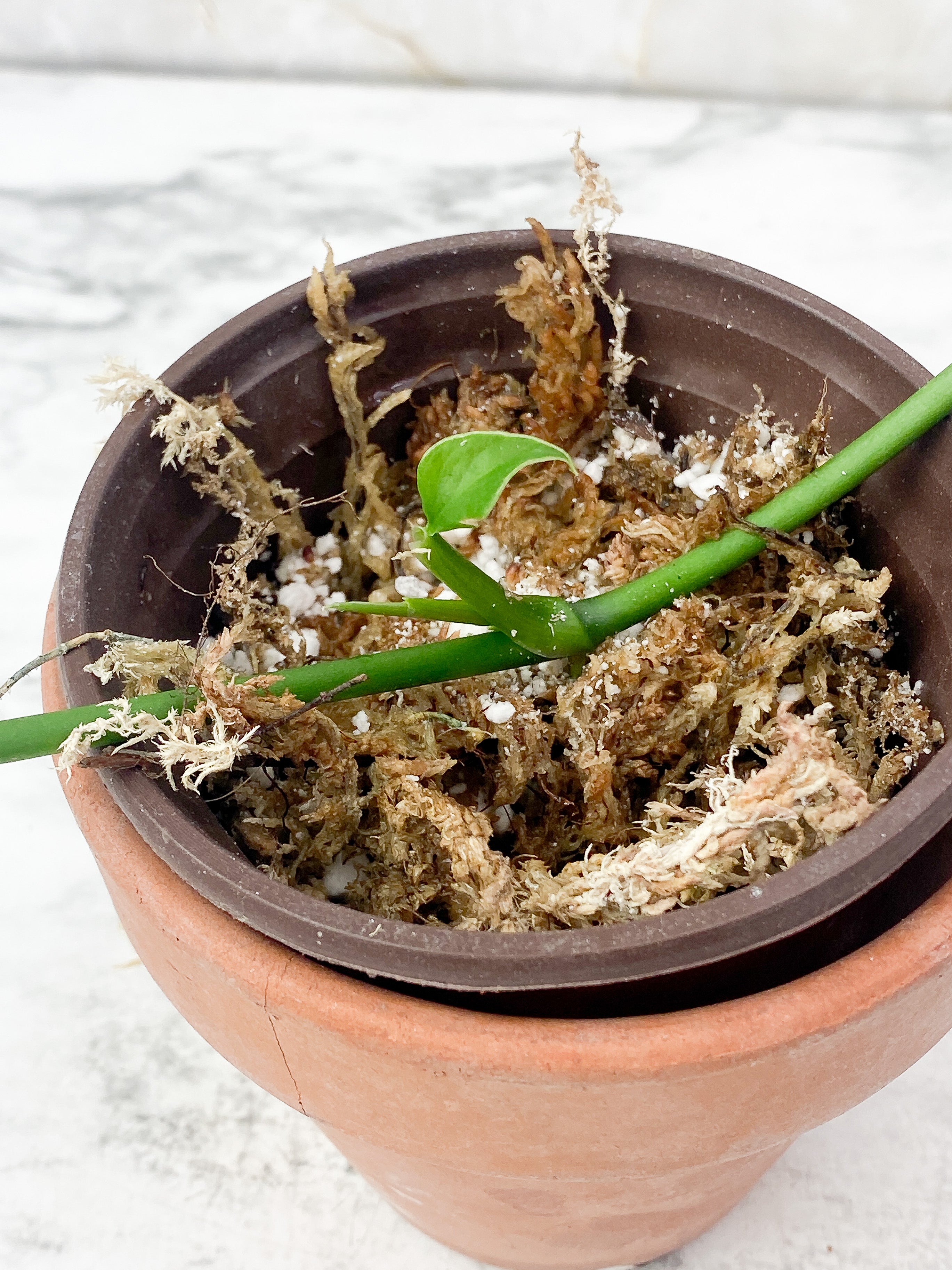 Monstera Obliqua Los Tayos slightly rooted
