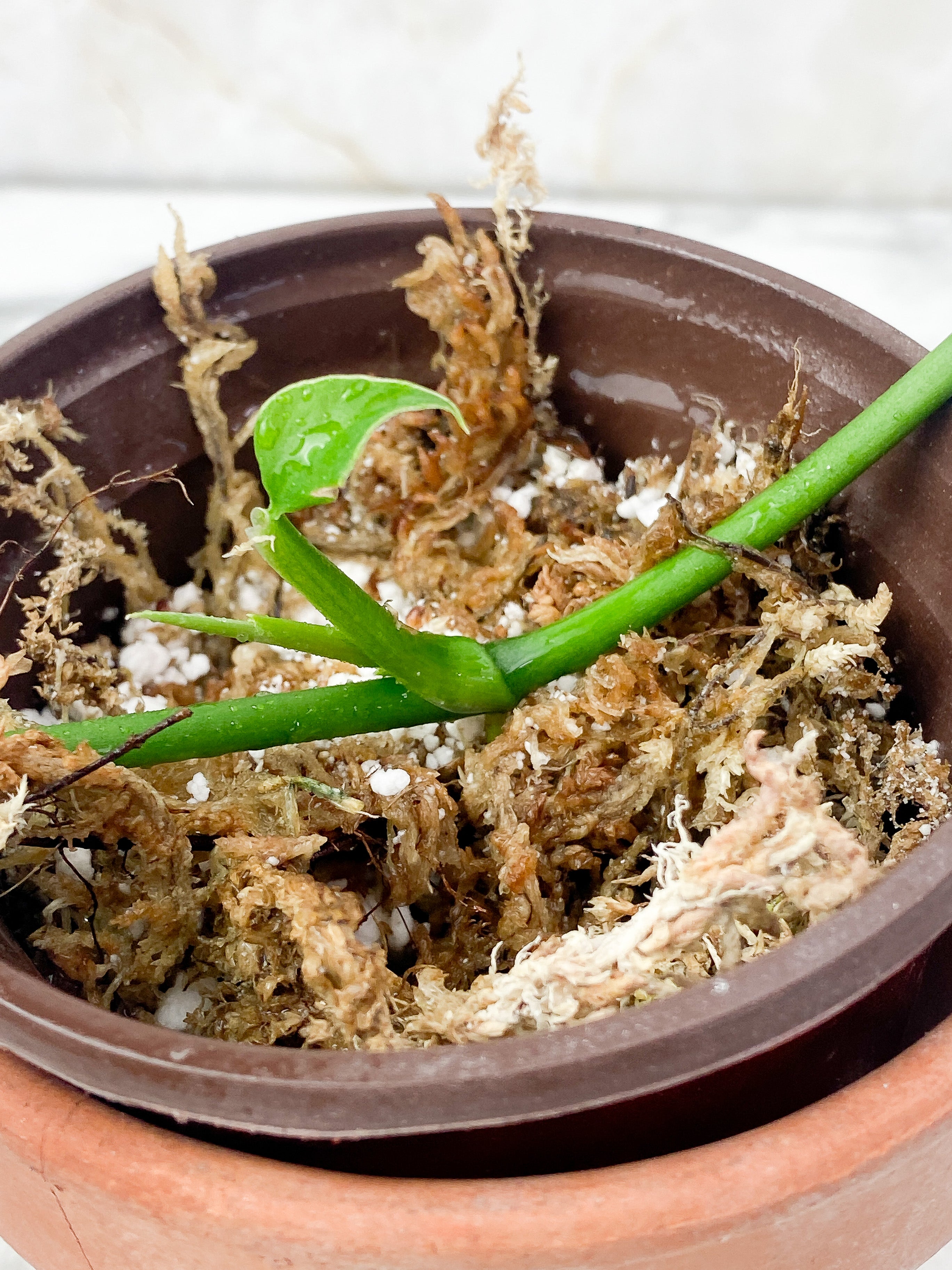 Monstera Obliqua Los Tayos slightly rooted