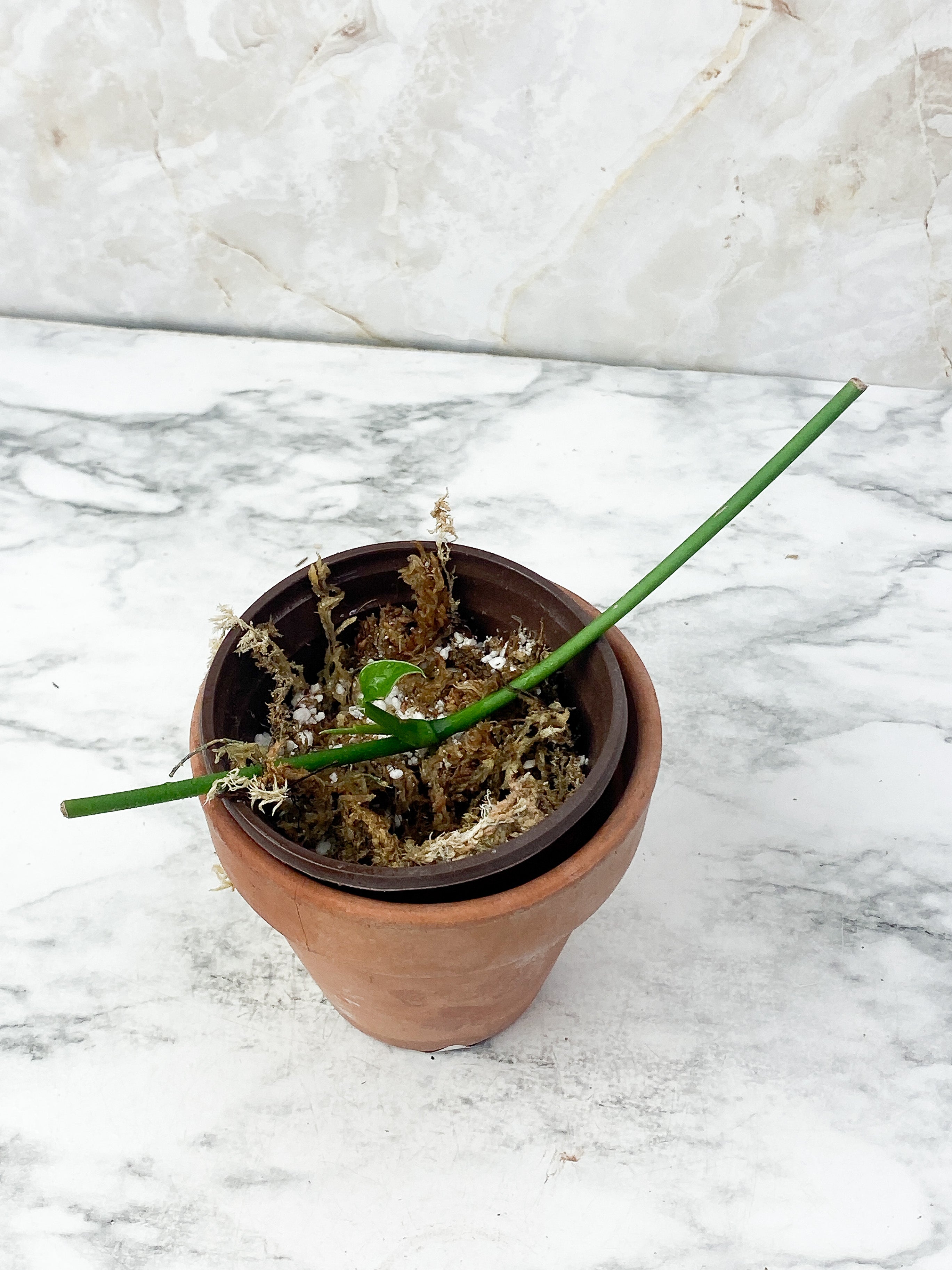 Monstera Obliqua Los Tayos slightly rooted
