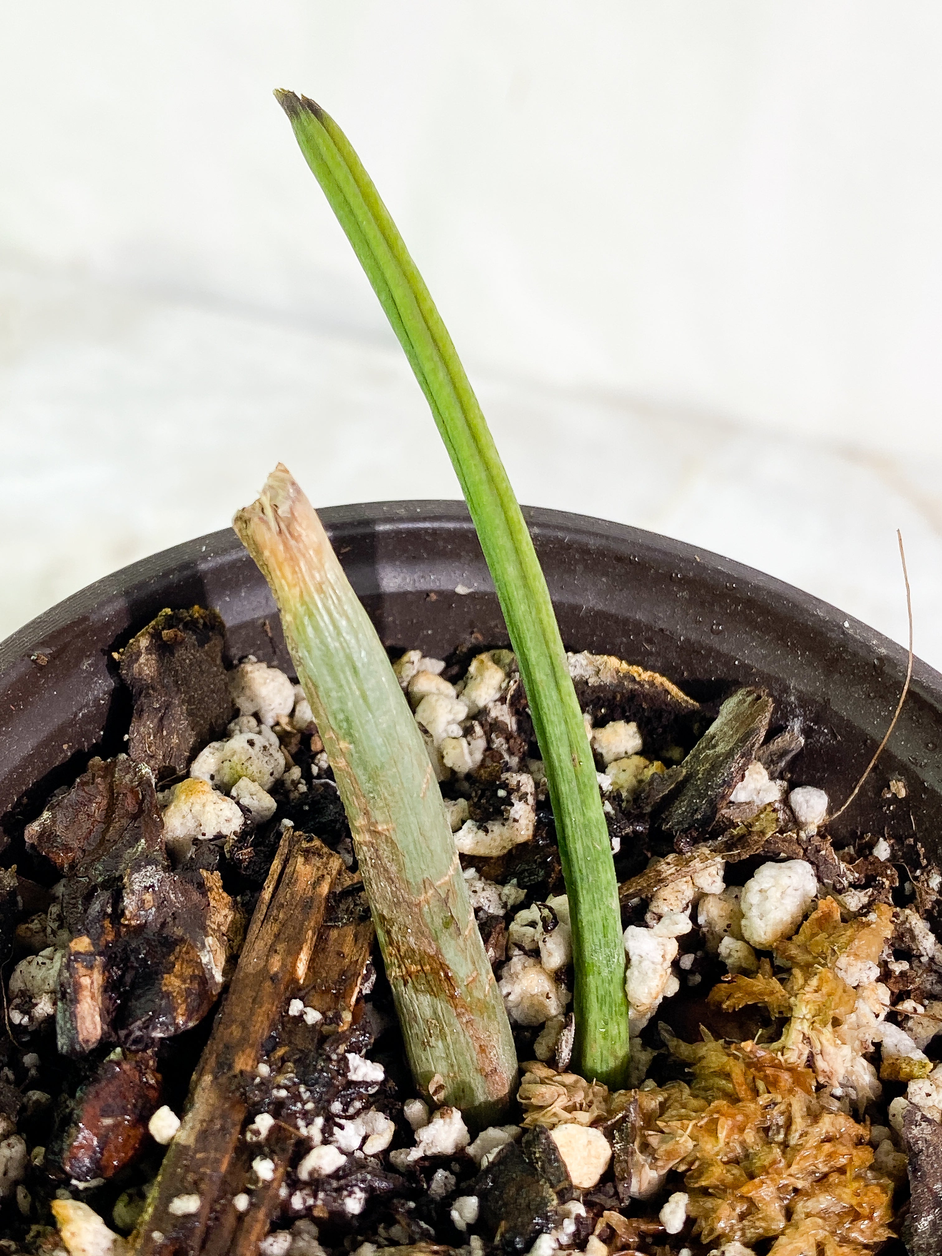 Philodendron holtonianum Slightly Rooted node