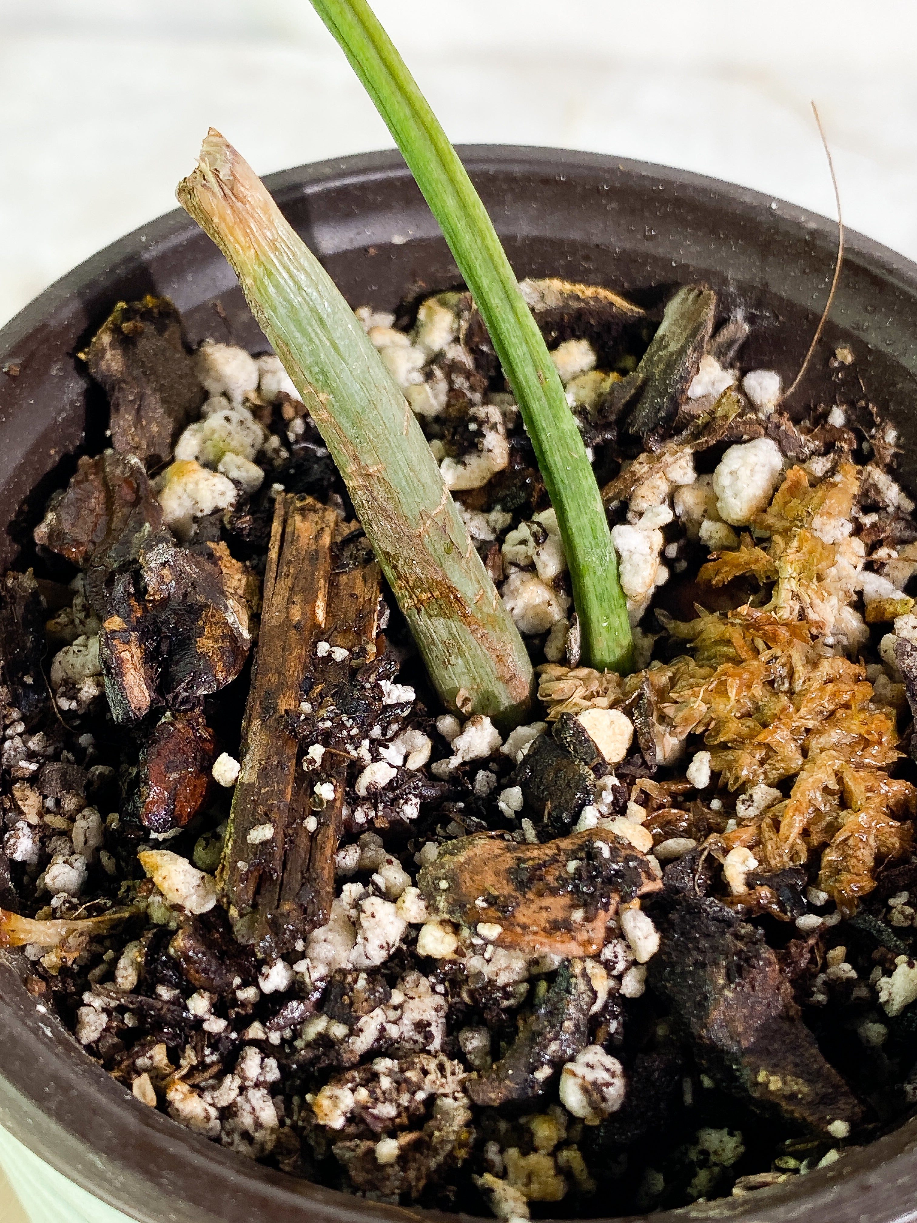 Philodendron holtonianum Slightly Rooted node
