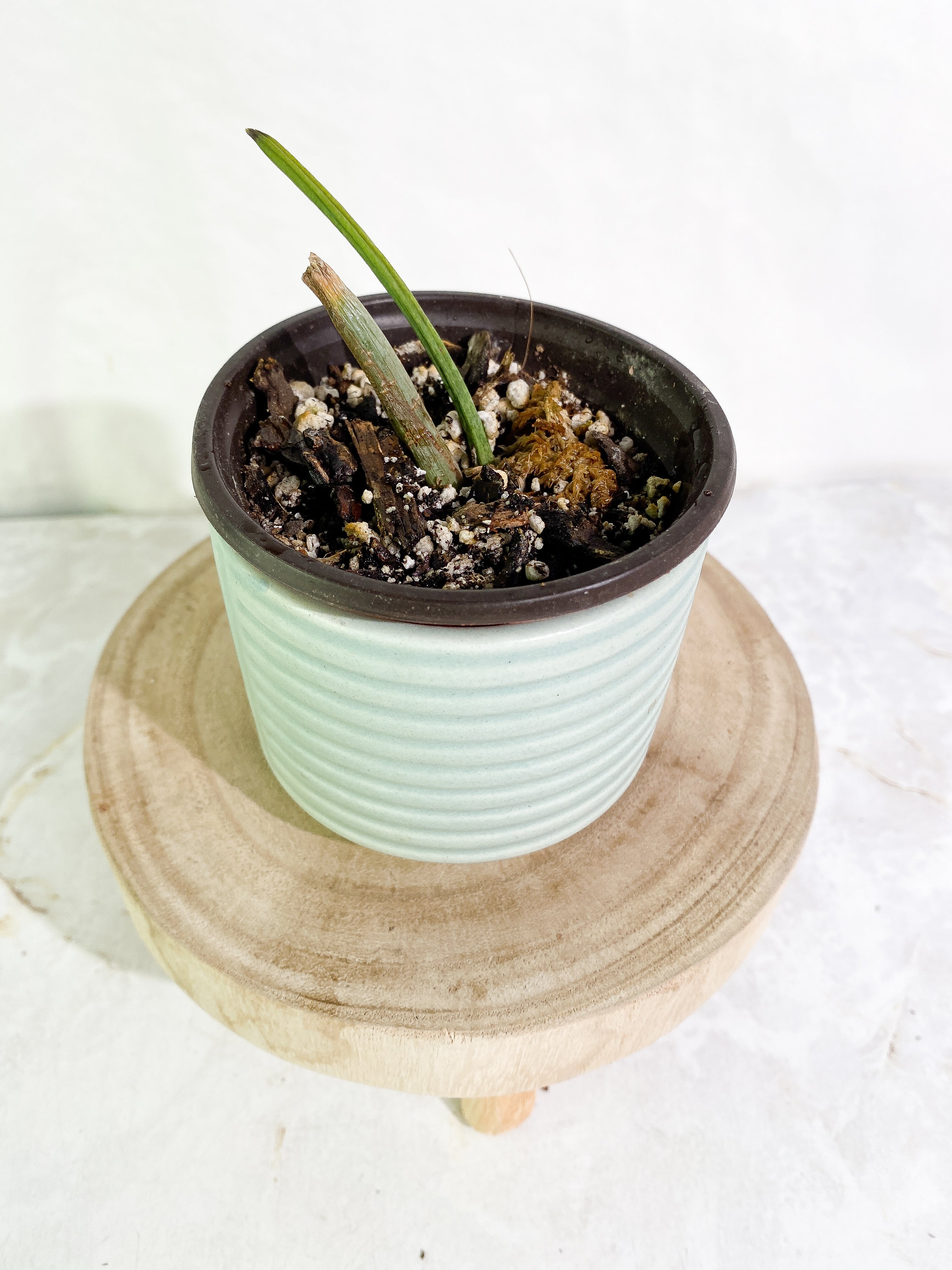 Philodendron holtonianum Slightly Rooted node