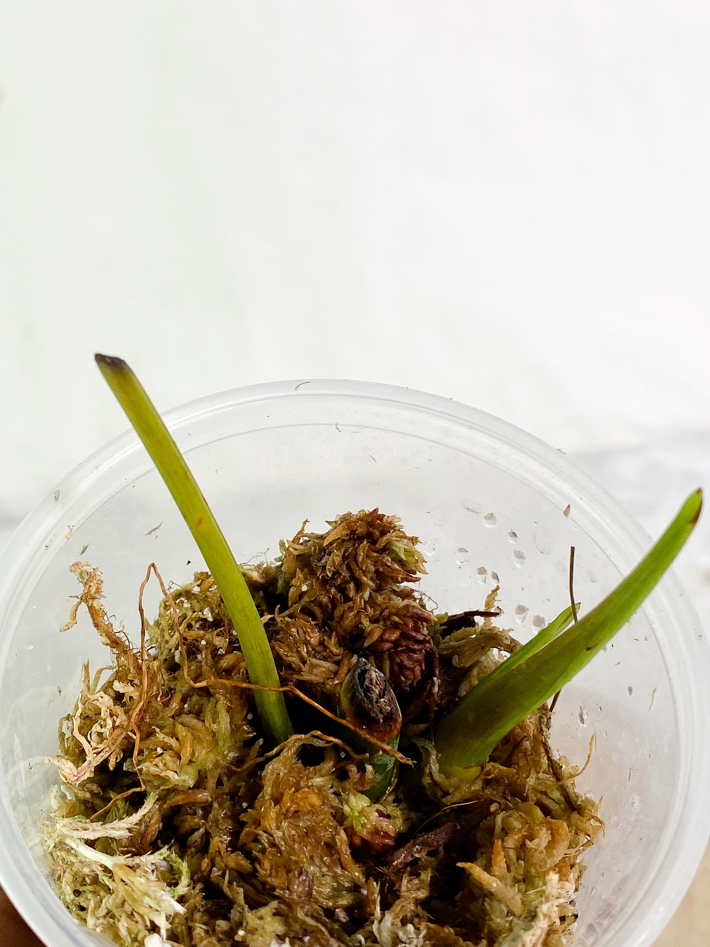 Philodendron Heterocrasoedon 1 sprout Slightly Rooted node