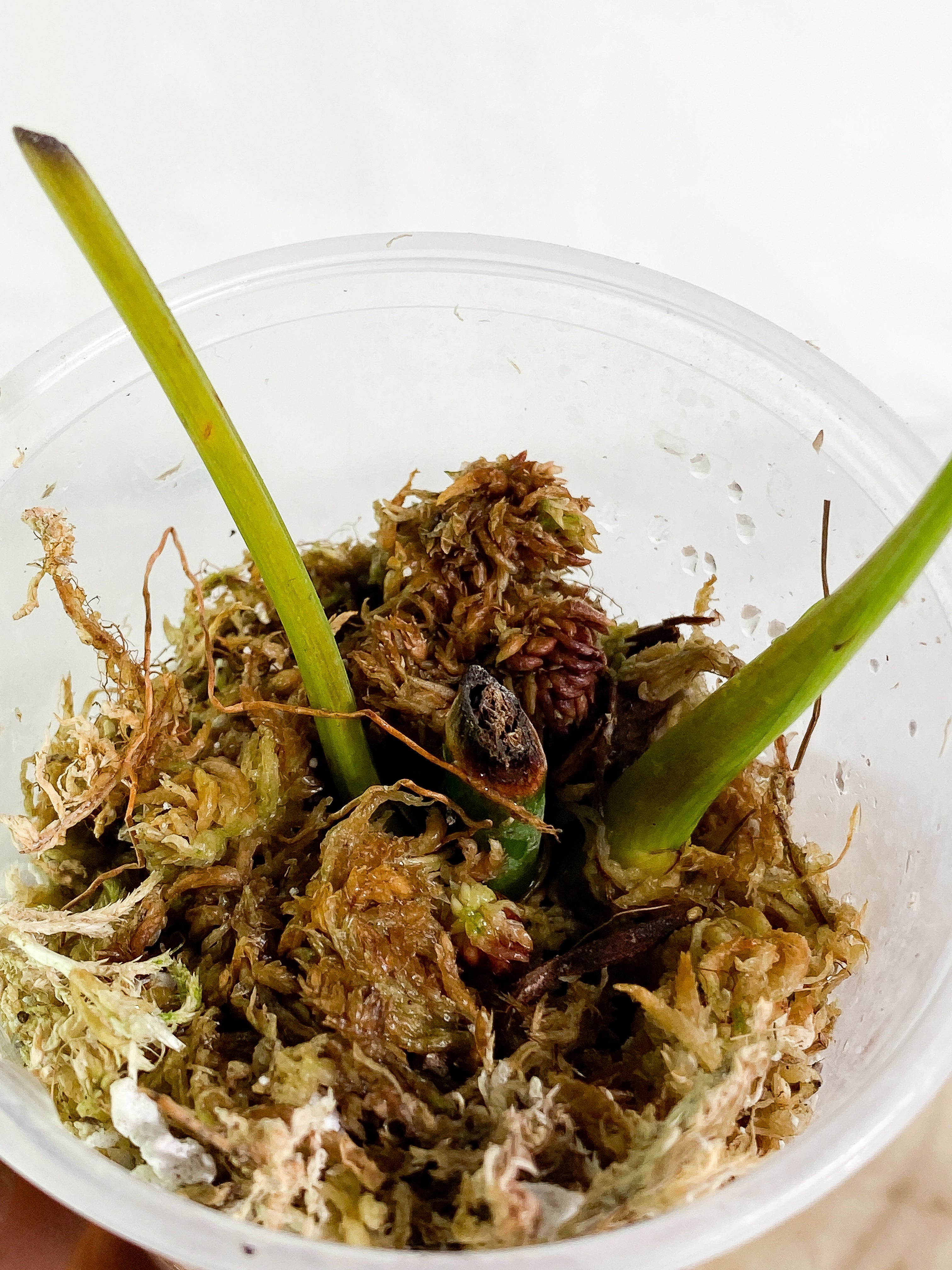 Philodendron Heterocrasoedon 1 sprout Slightly Rooted node