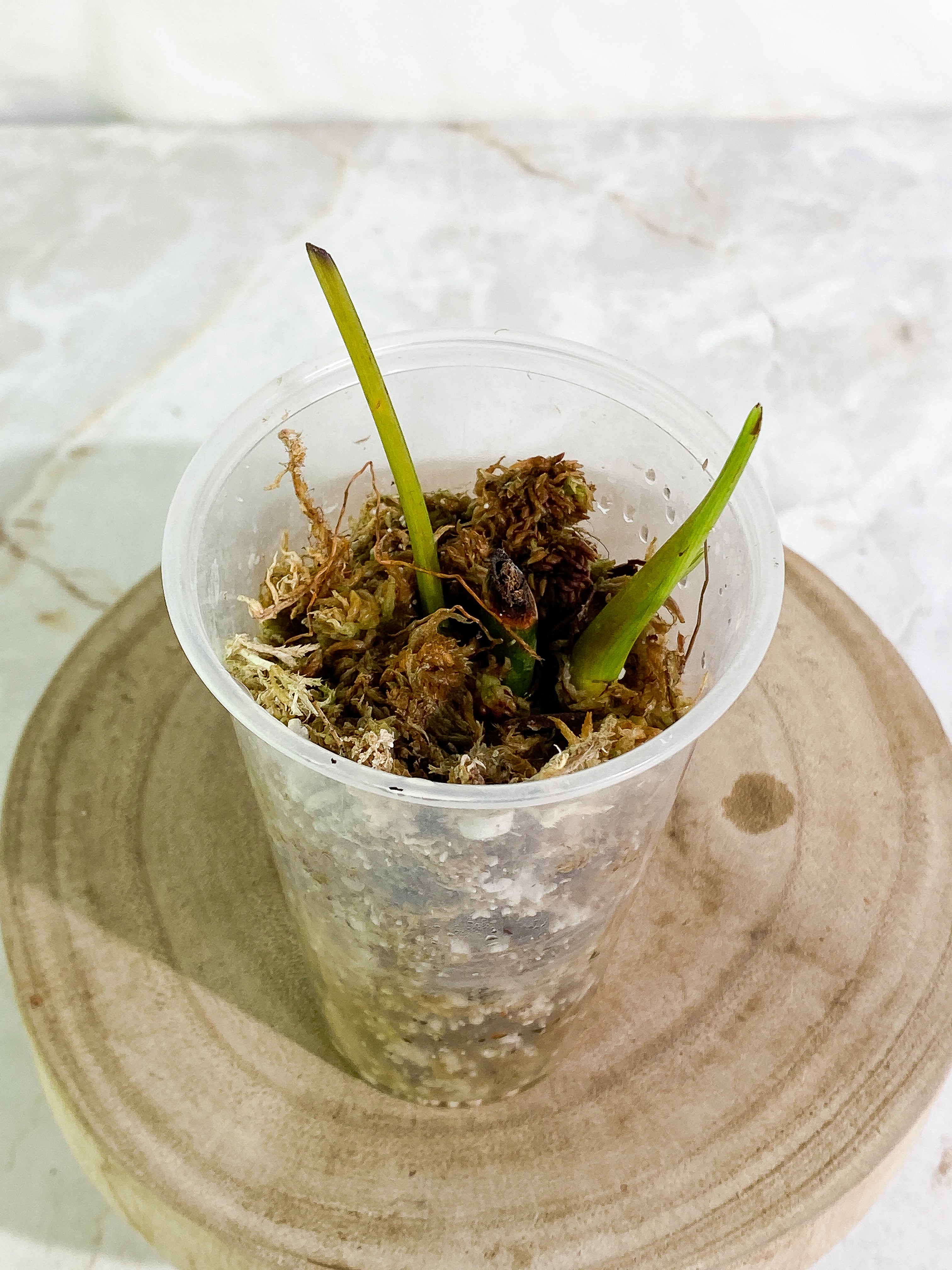 Philodendron Heterocrasoedon 1 sprout Slightly Rooted node