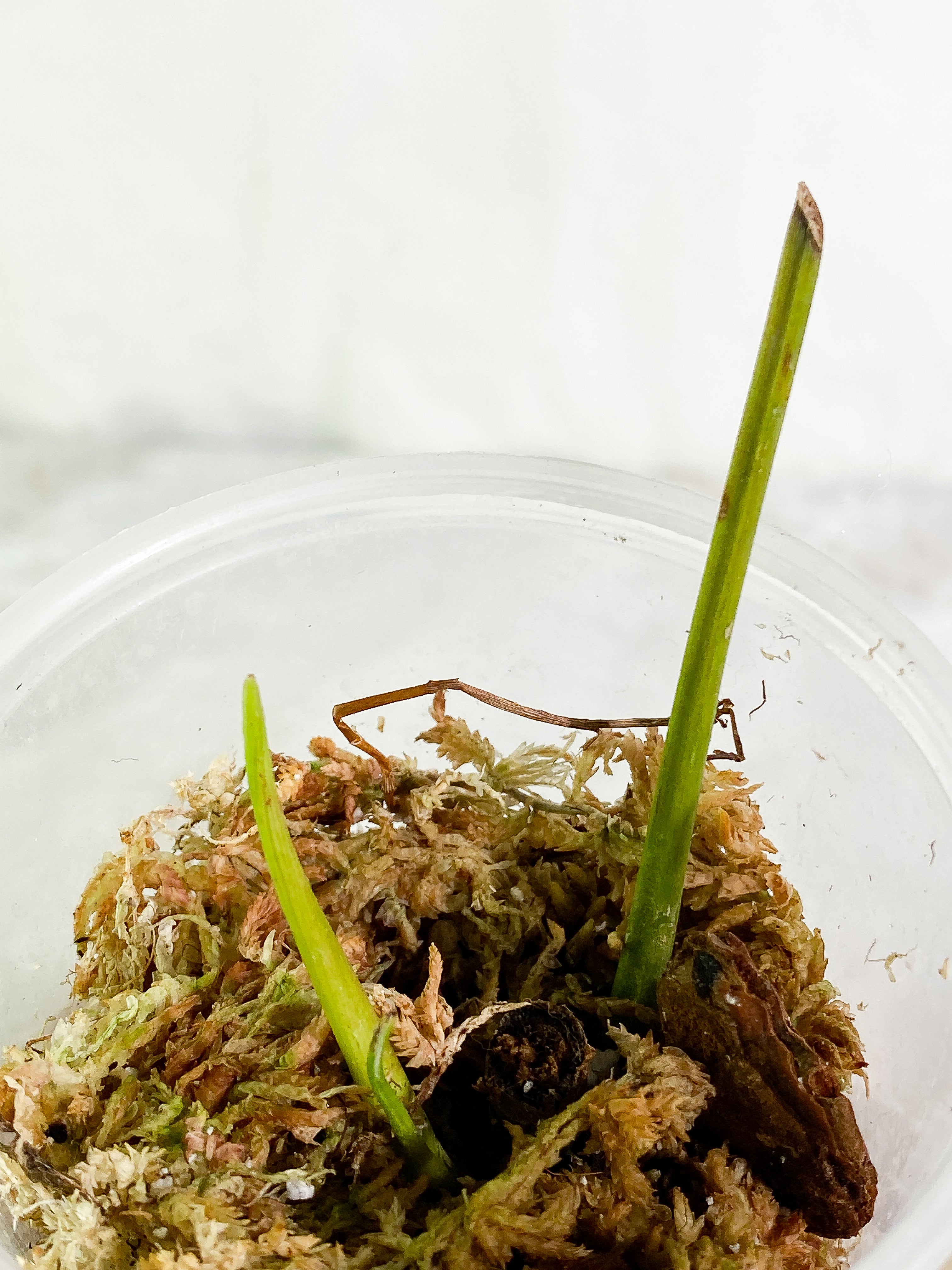Philodendron Heterocrasoedon 1 sprout Slightly Rooted node