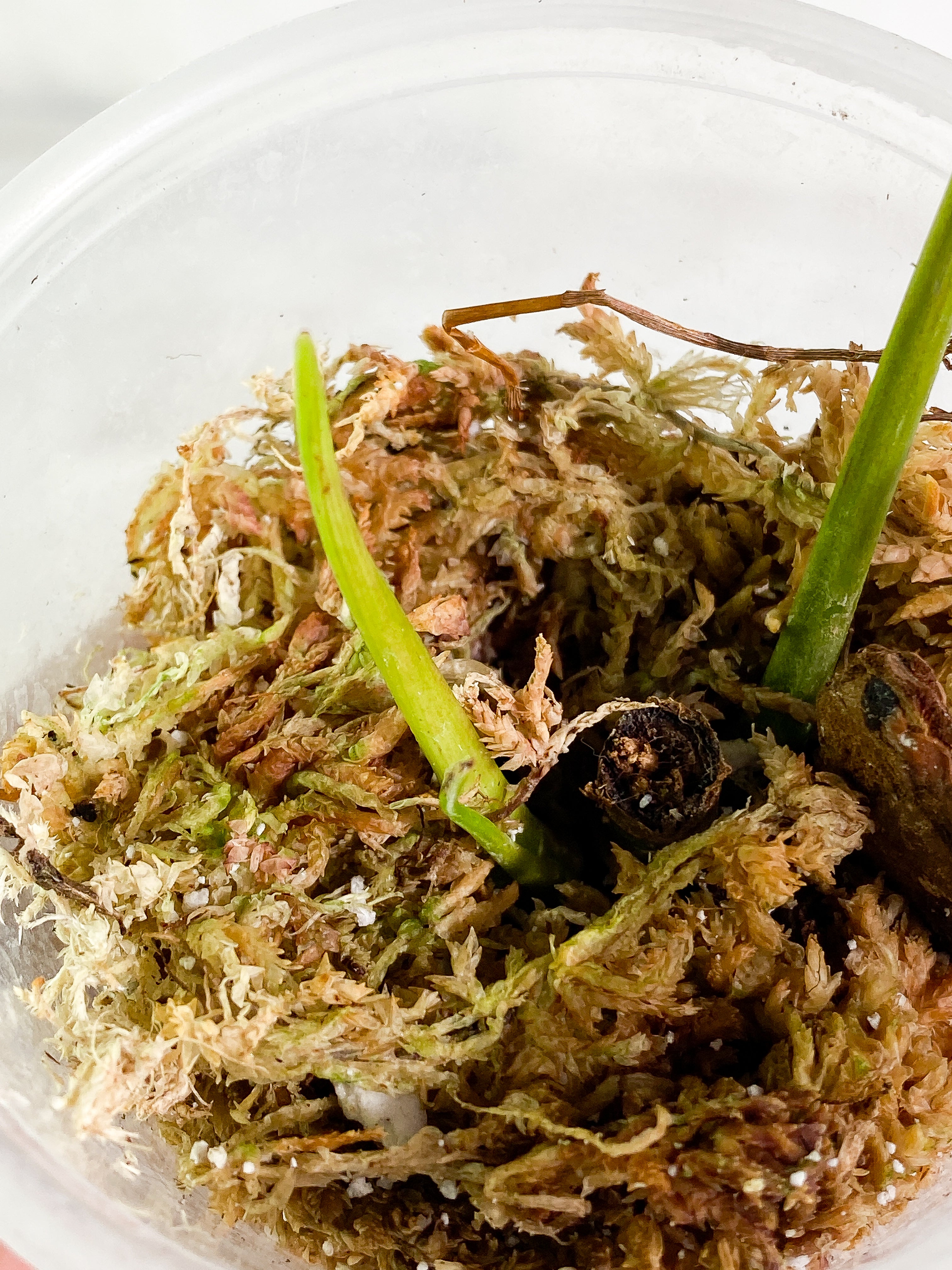 Philodendron Heterocrasoedon 1 sprout Slightly Rooted node