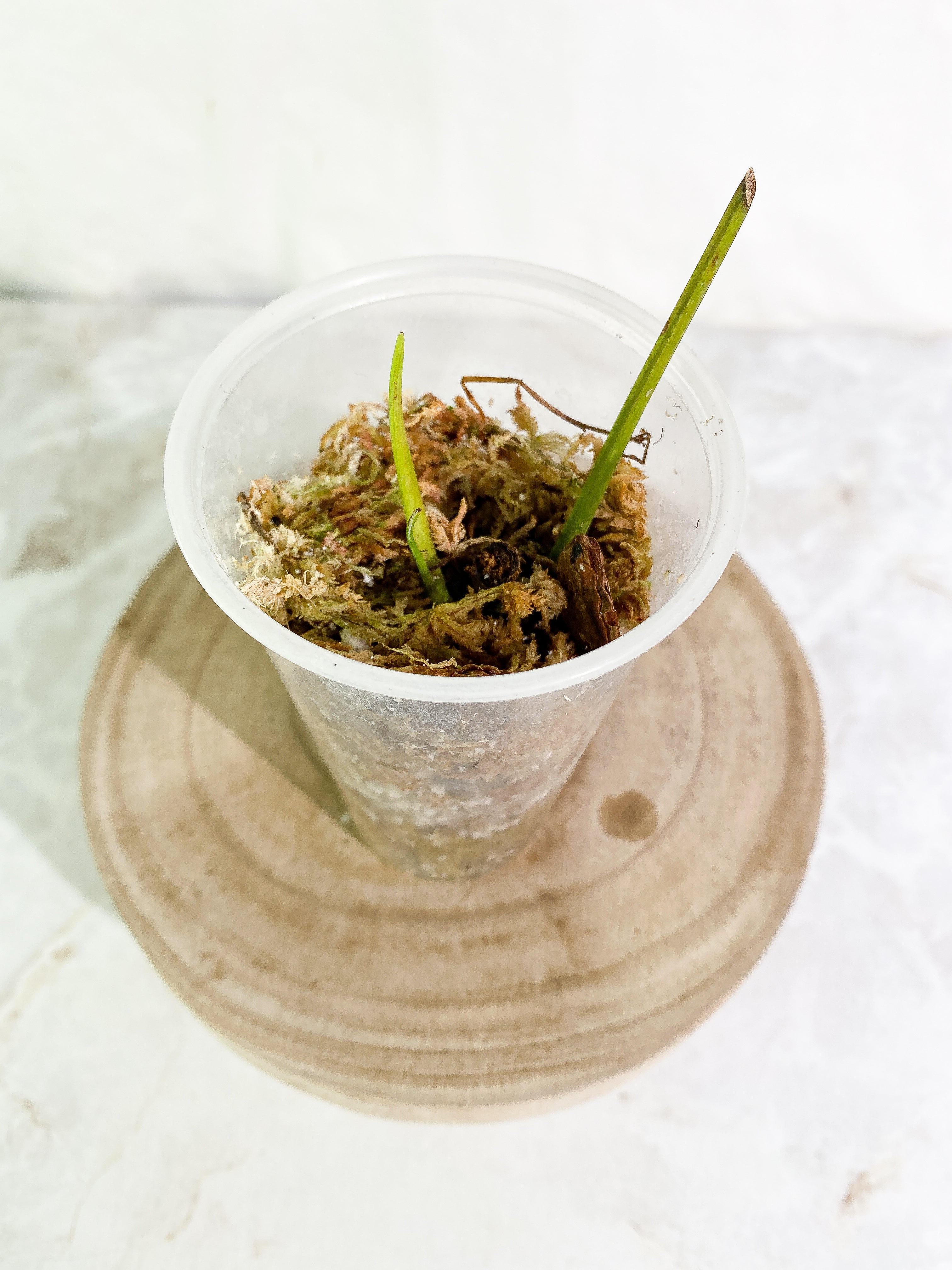 Philodendron Heterocrasoedon 1 sprout Slightly Rooted node