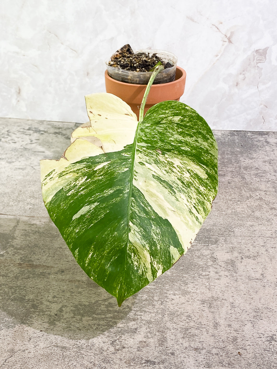 Monstera Aurea 1 leaf 1 bud fully rooted