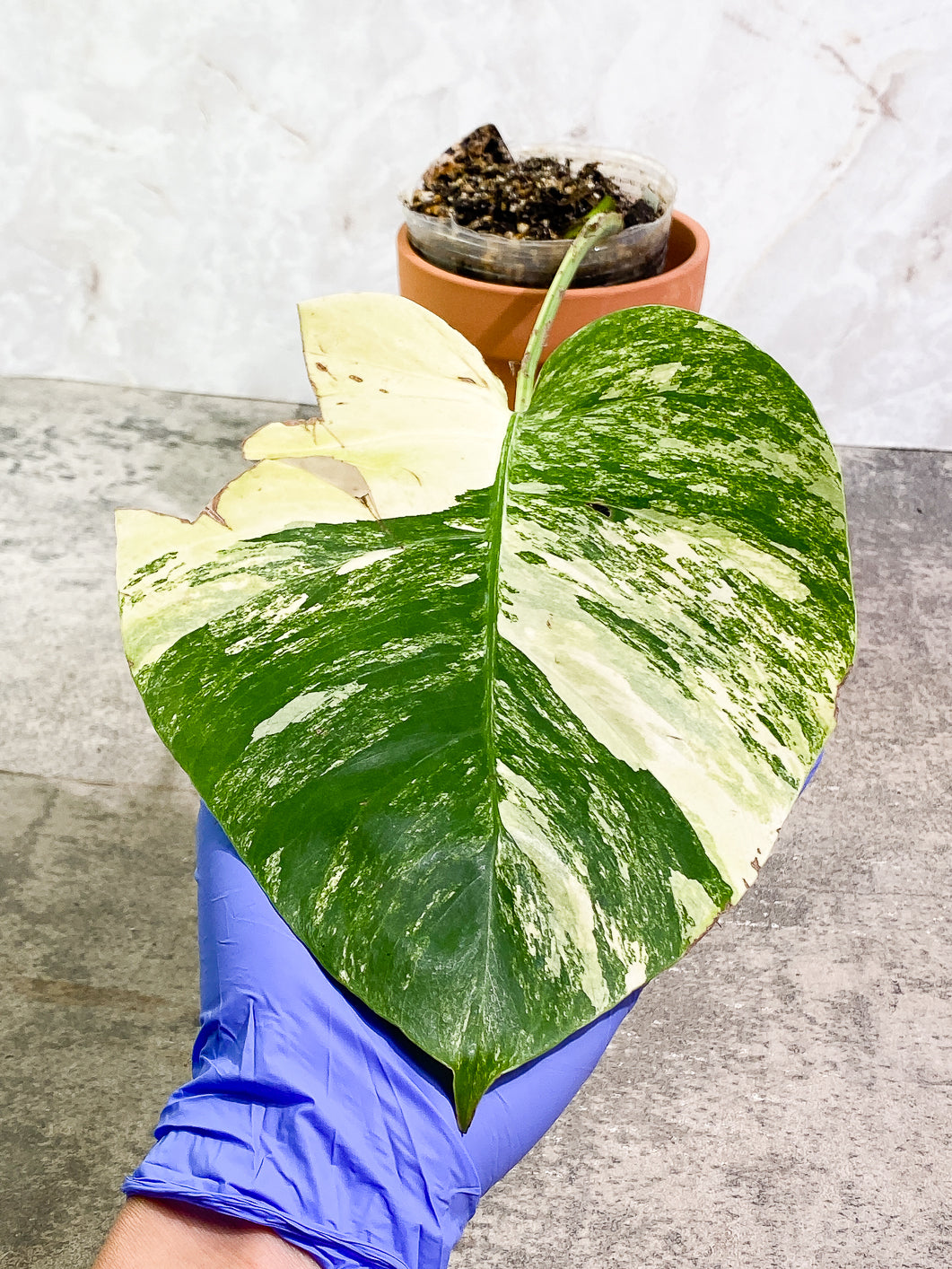 Monstera Aurea 1 leaf 1 bud fully rooted