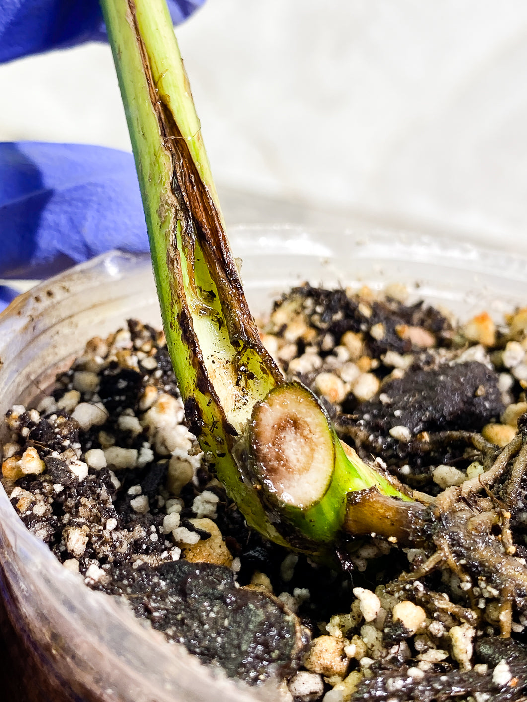 Monstera Aurea 1 leaf 1 bud fully rooted