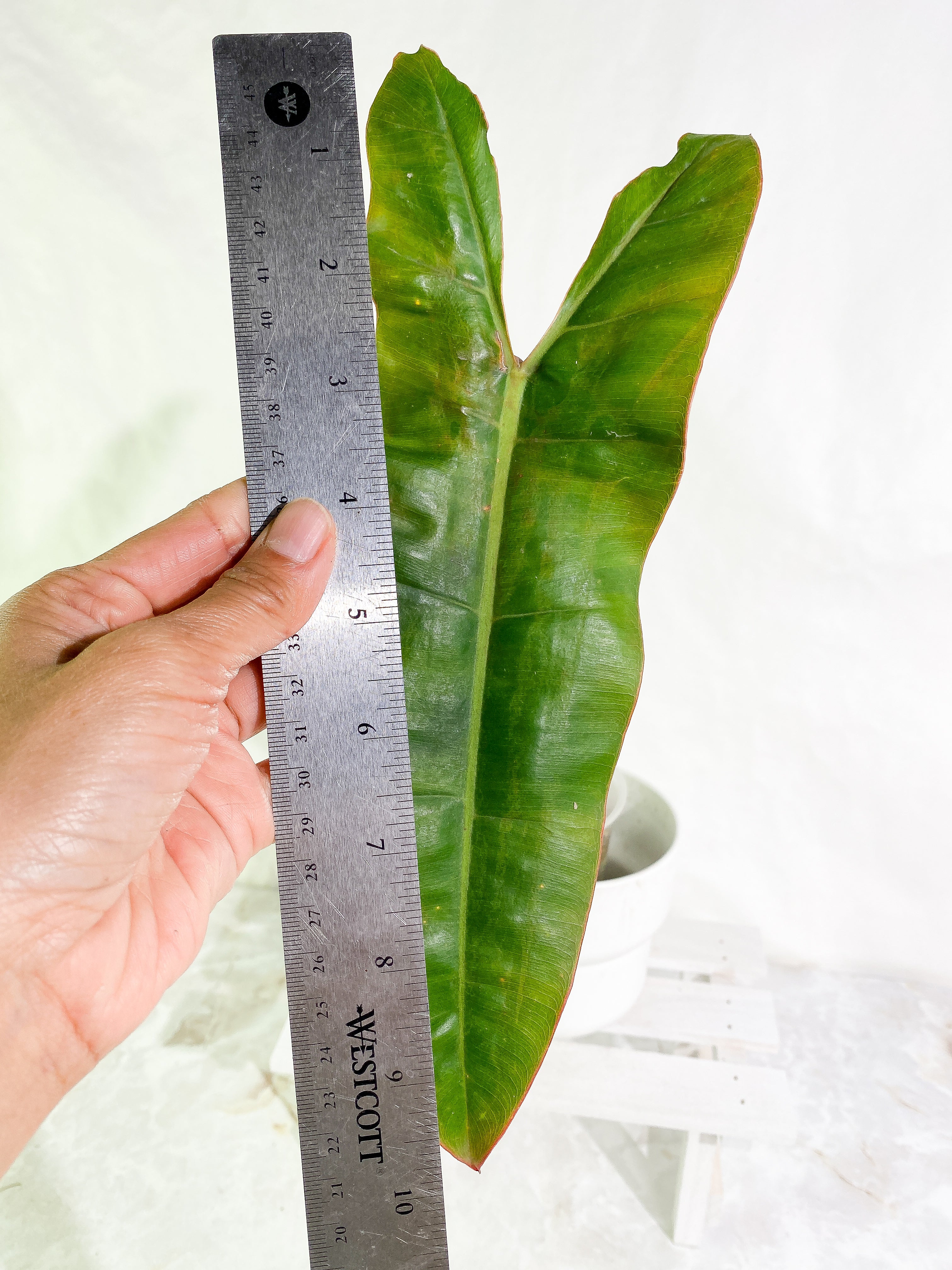 Philodendron Billietae 1 big leaf Rooted