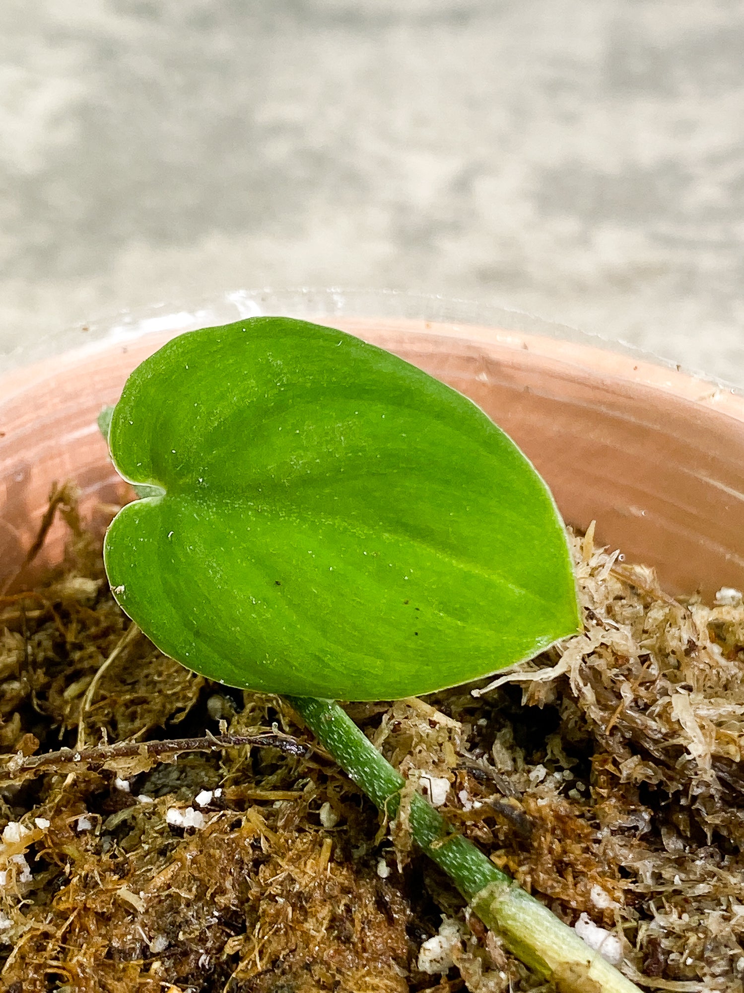 Scindapsus Jade Satin Darkform 1 leaf Rooting