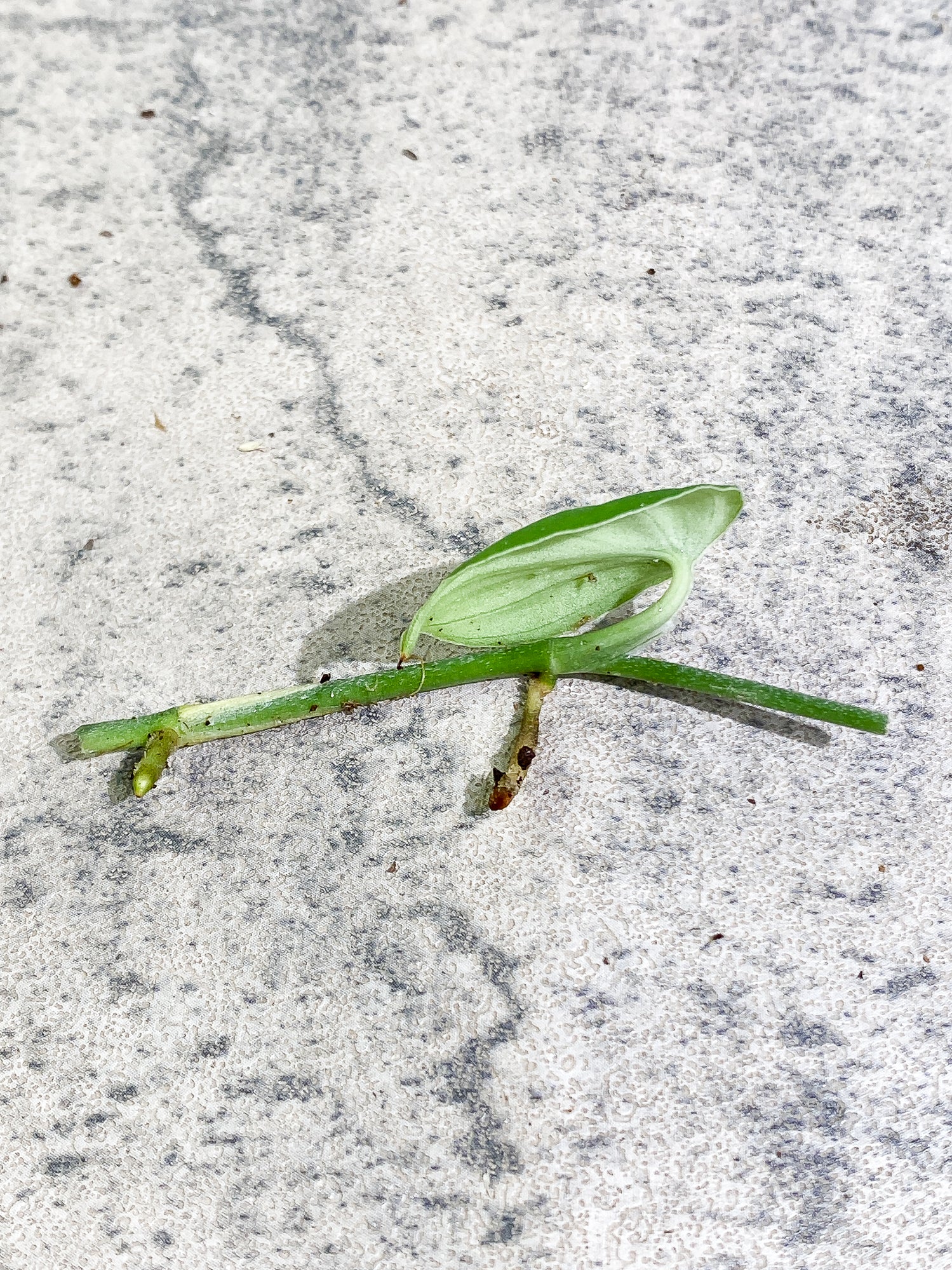 Scindapsus Jade Satin Darkform 1 leaf Rooting