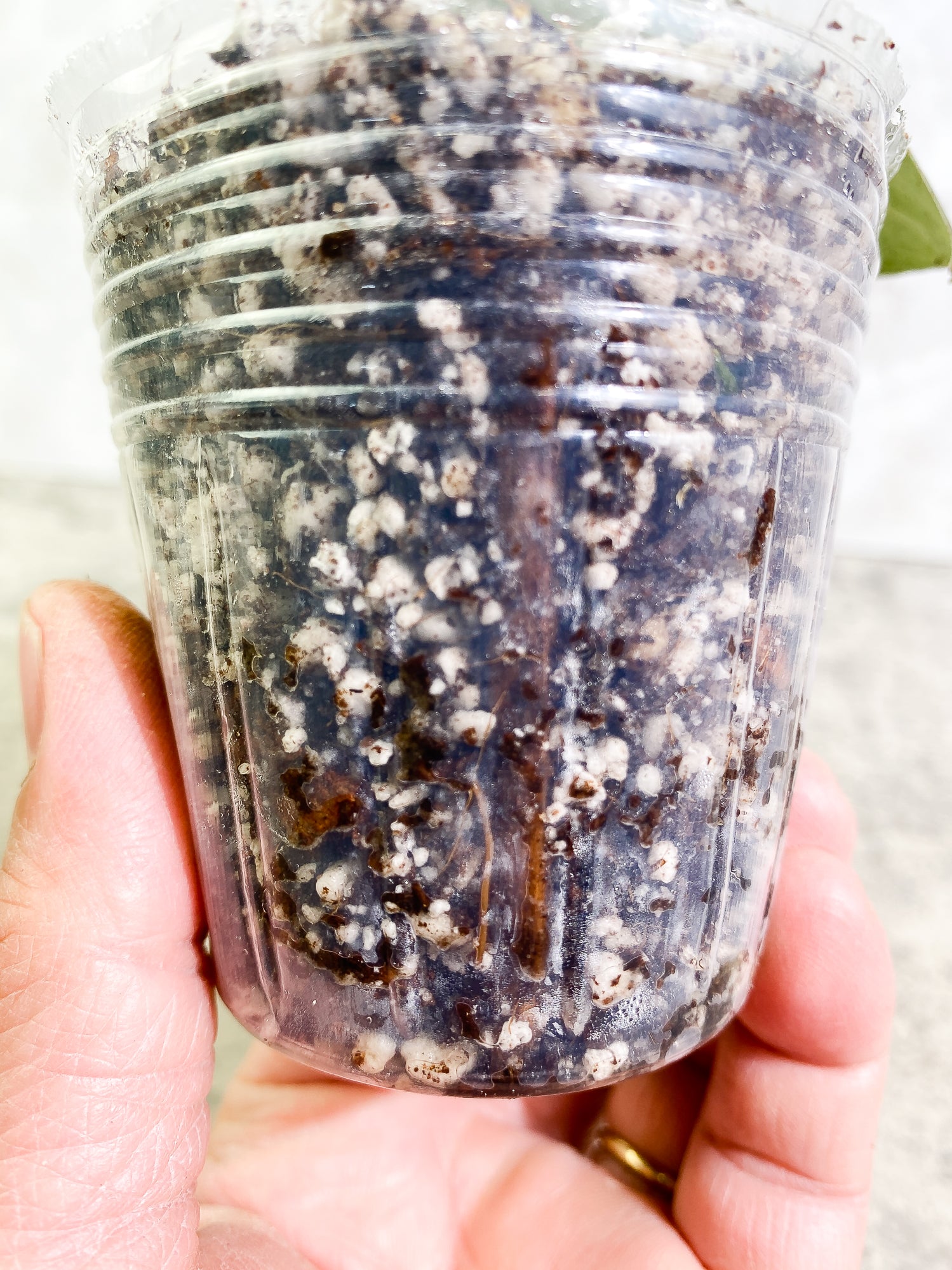 Scindapsus Jade Satin Darkform 1 leaf Slightly Rooted