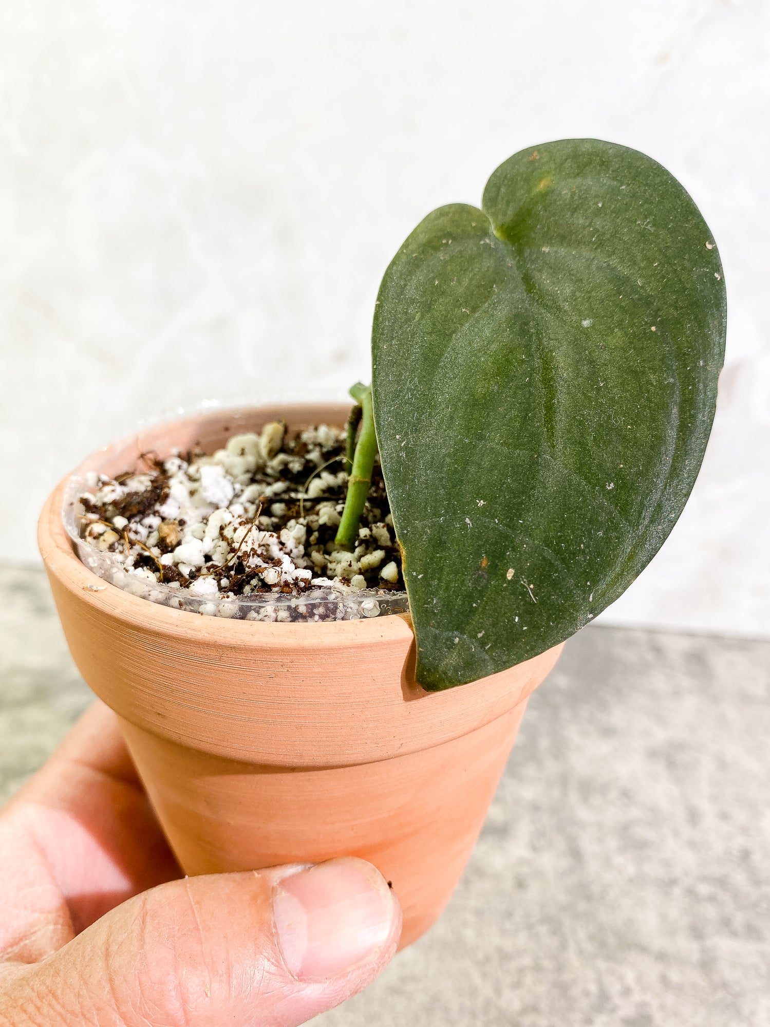 Scindapsus Jade Satin Darkform 1 leaf Slightly Rooted